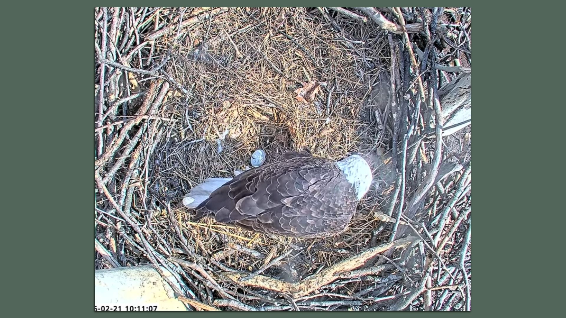 Top view of a bald eagle sitting in a nest made of sticks and twigs, with one visible blue egg in the nest. Date and time stamp in bottom left corner.