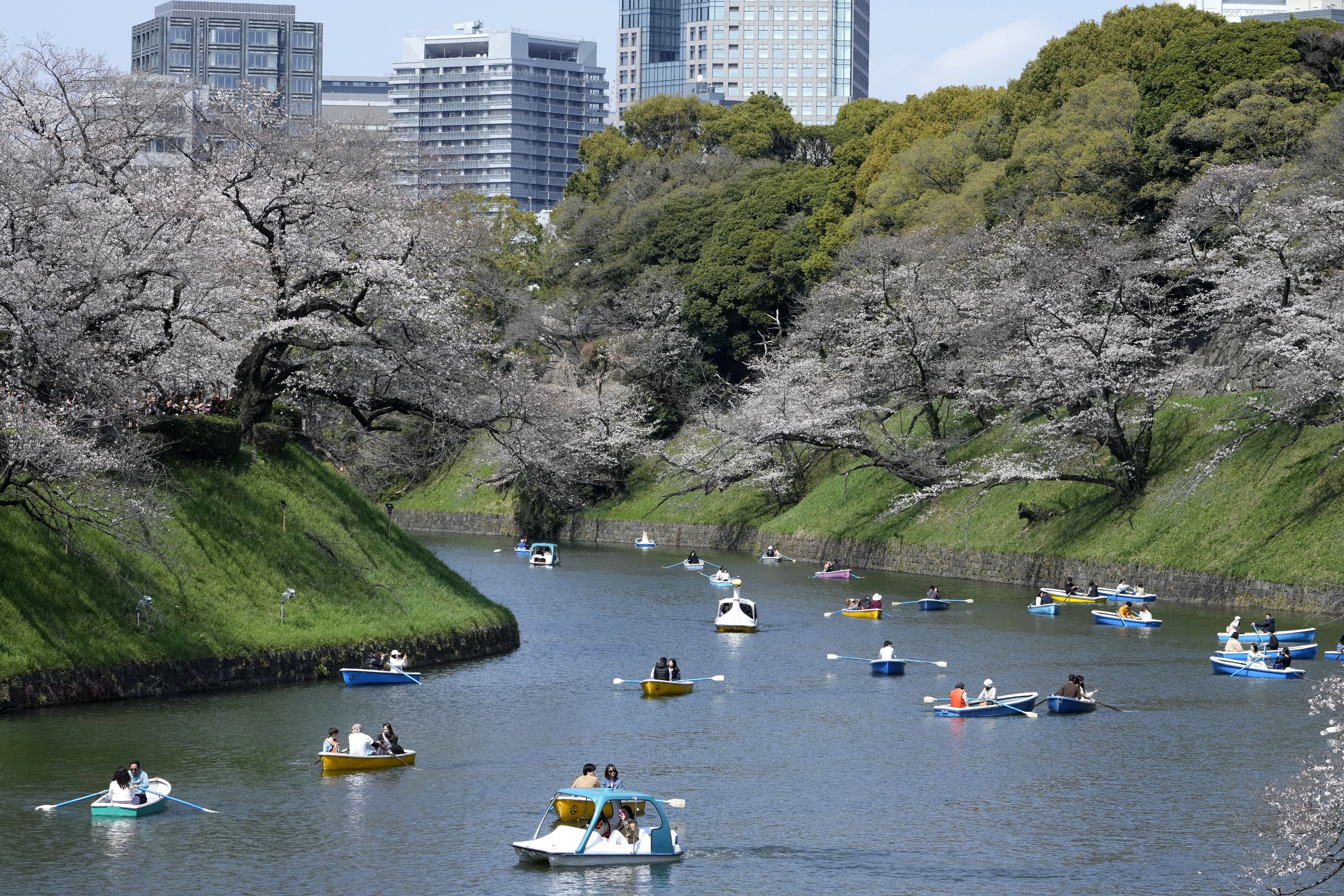 People ride boat near the cherry blossoms at the Chidorigafuchi palace moat in Tokyo Sunday, March 30, 2025. (AP Photo/Shuji Kajiyama)