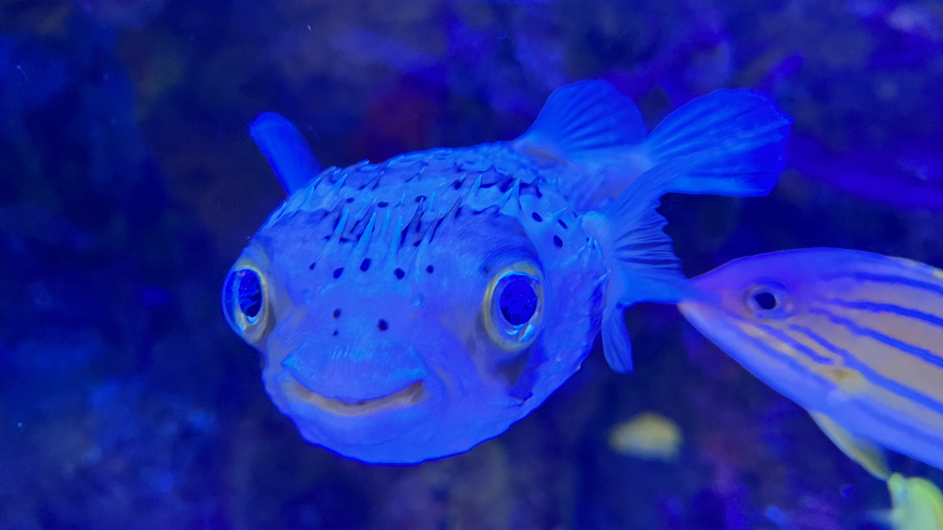 A fish in an aquarium smiling at the camera