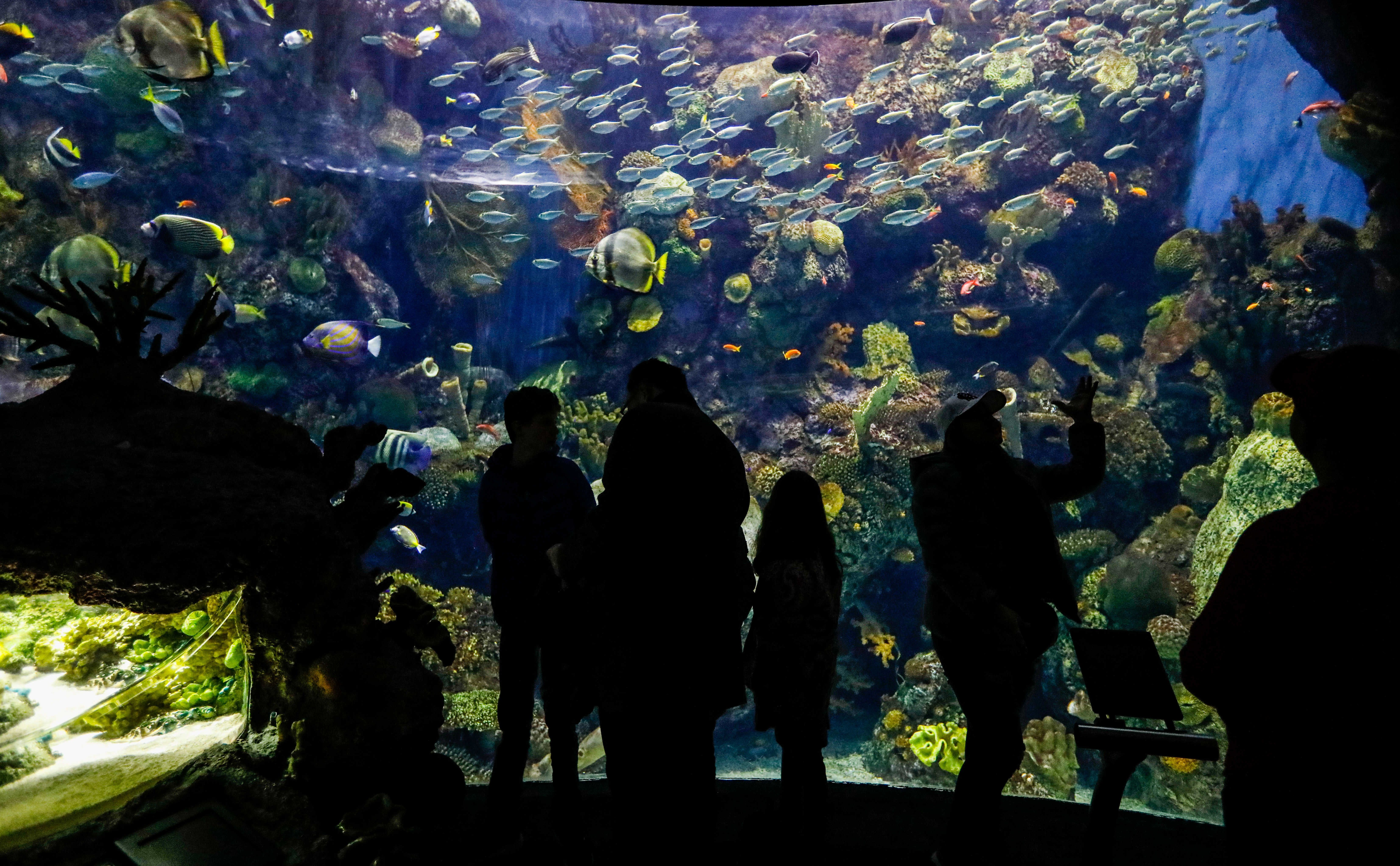 Photo of people looking at fish in an aquarium. 