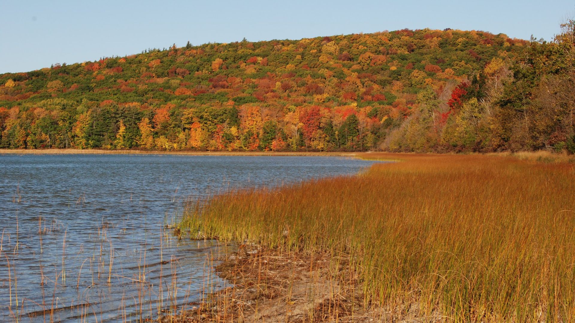 Autumn scene of a forested hill covered in red, orange, and yellow leaves slopes down to a calm lake; foreground has tall brown grasses along the shore under a clear blue sky.