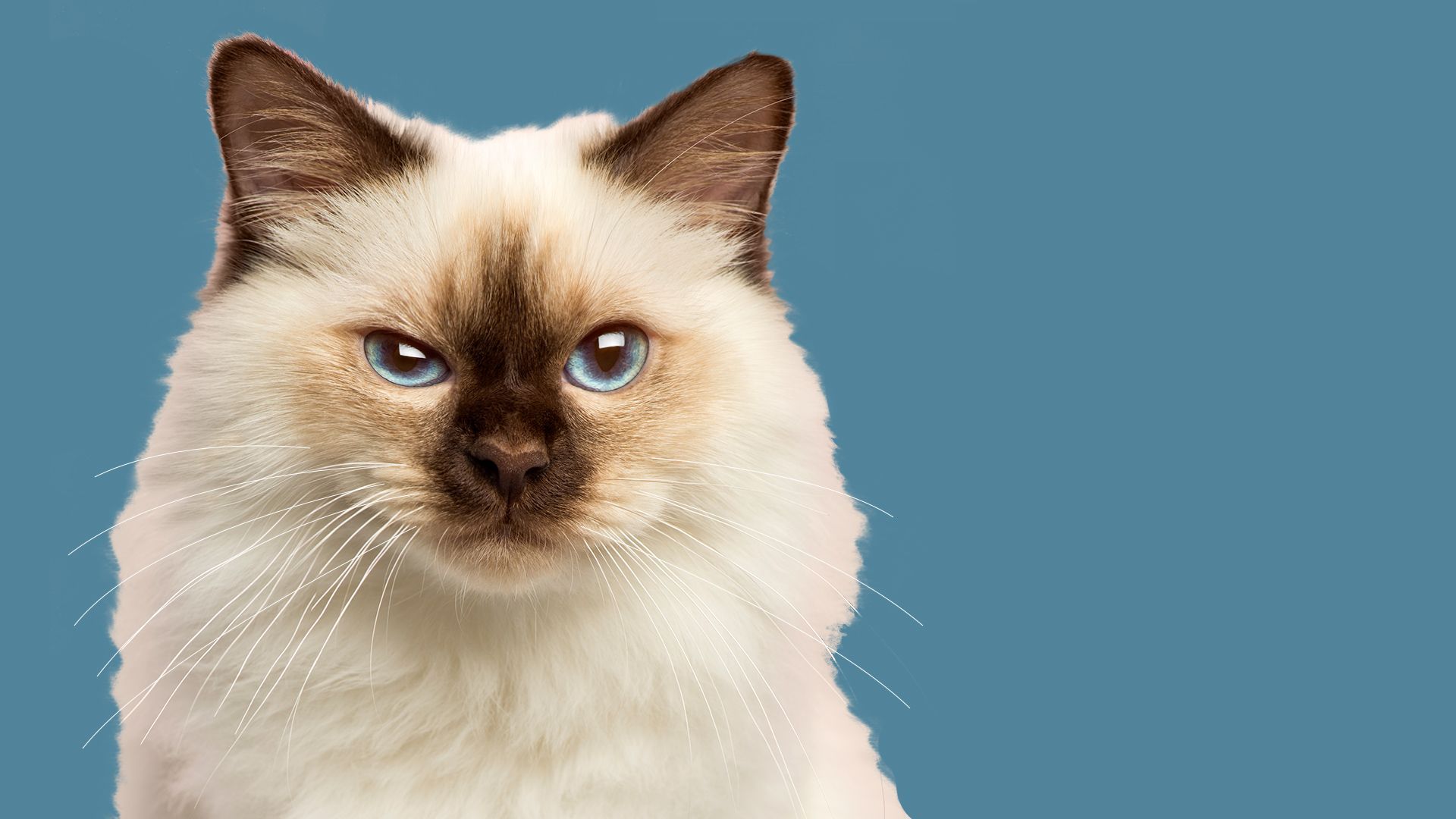 Illustration of a cat looking annoyed.