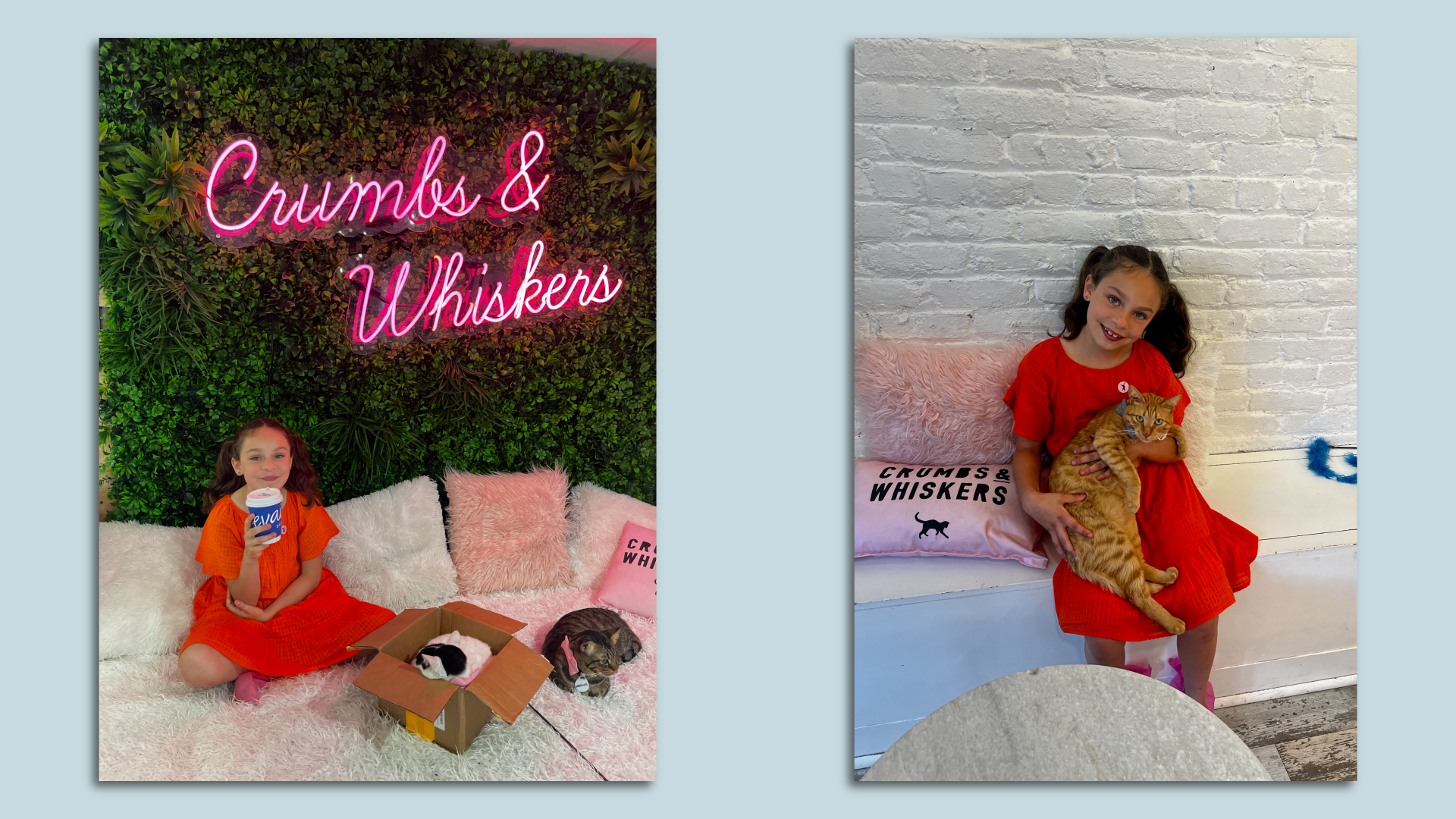 Crumbs & Whiskers cat cafe in Georgetown