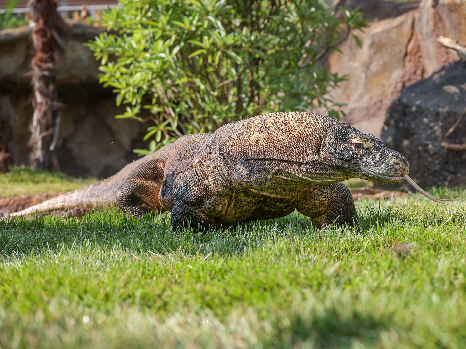 Komodo dragons take center stage at Nashville Zoo - Axios Nashville