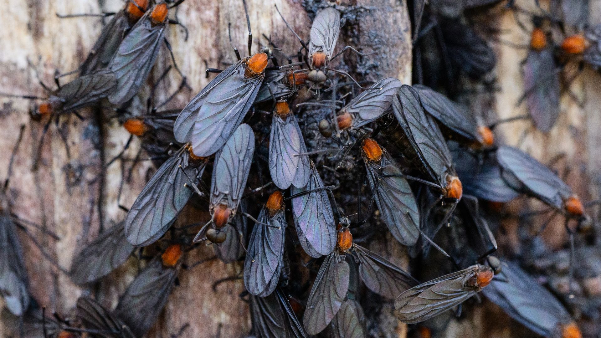 A swarm of lovebugs — black-winged insects with orange heads that mate in pairs while flying — swarm a tree.