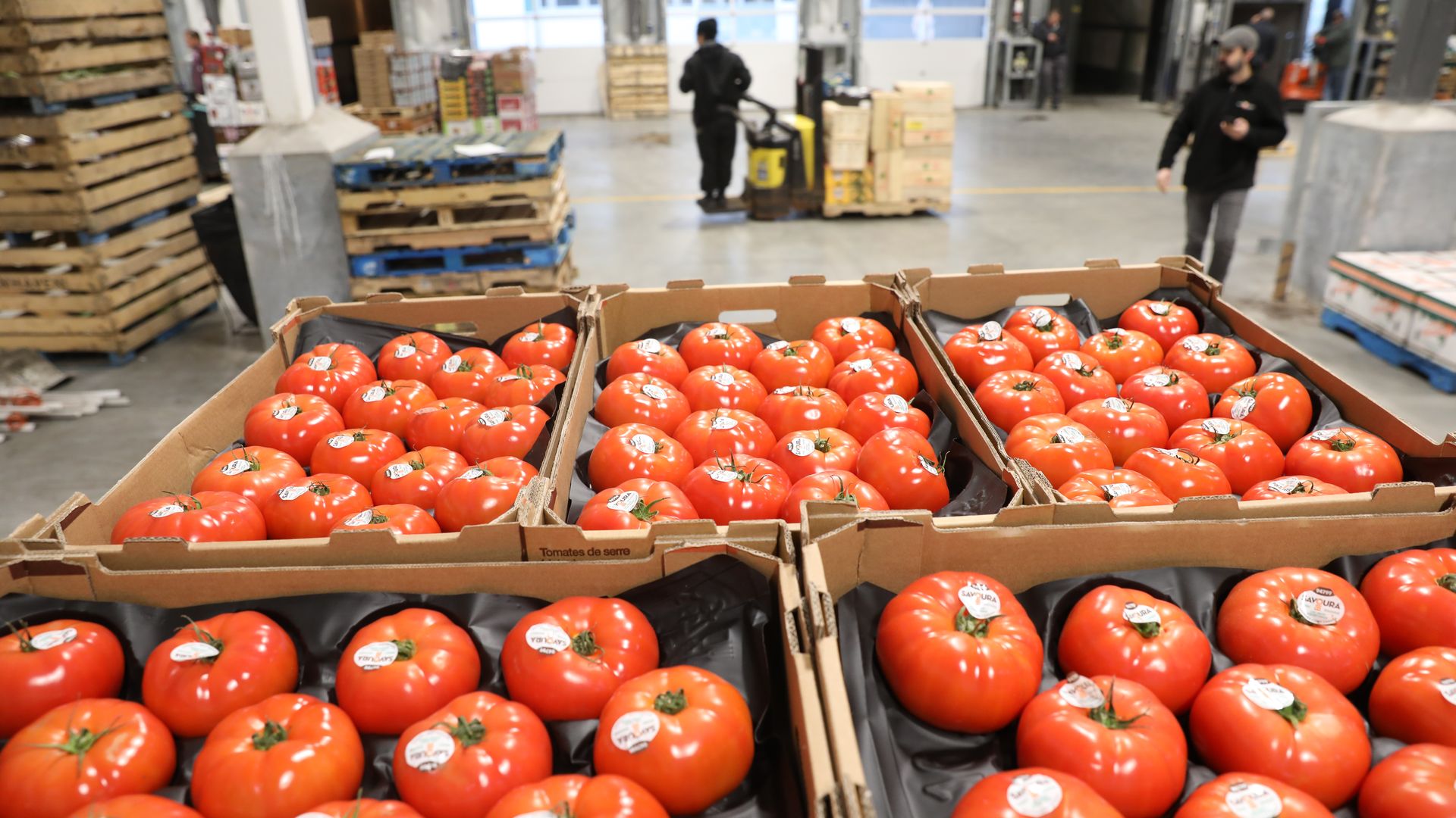 Photo of tomatoes arranged in pallets