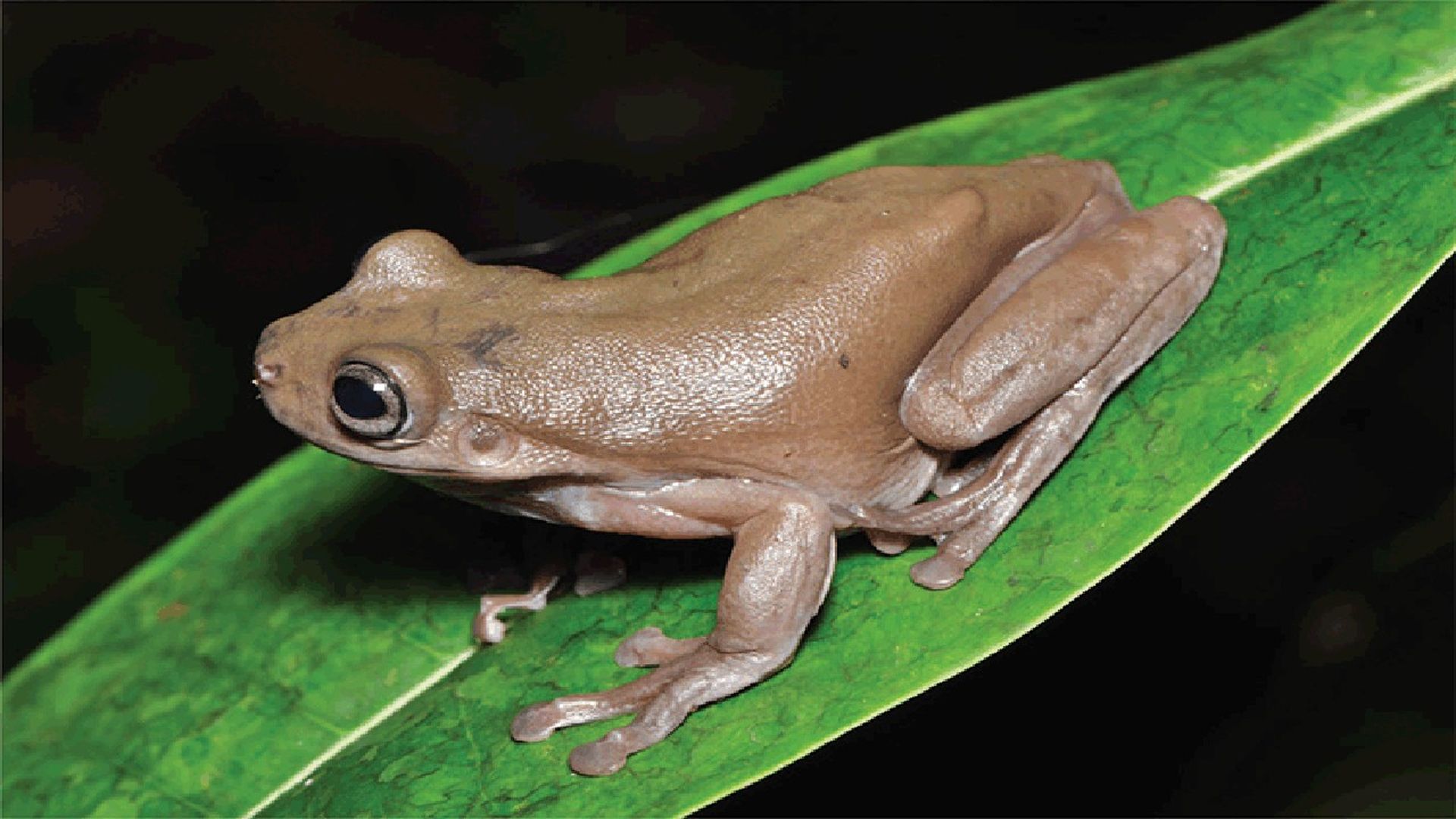 new species of tree frog 