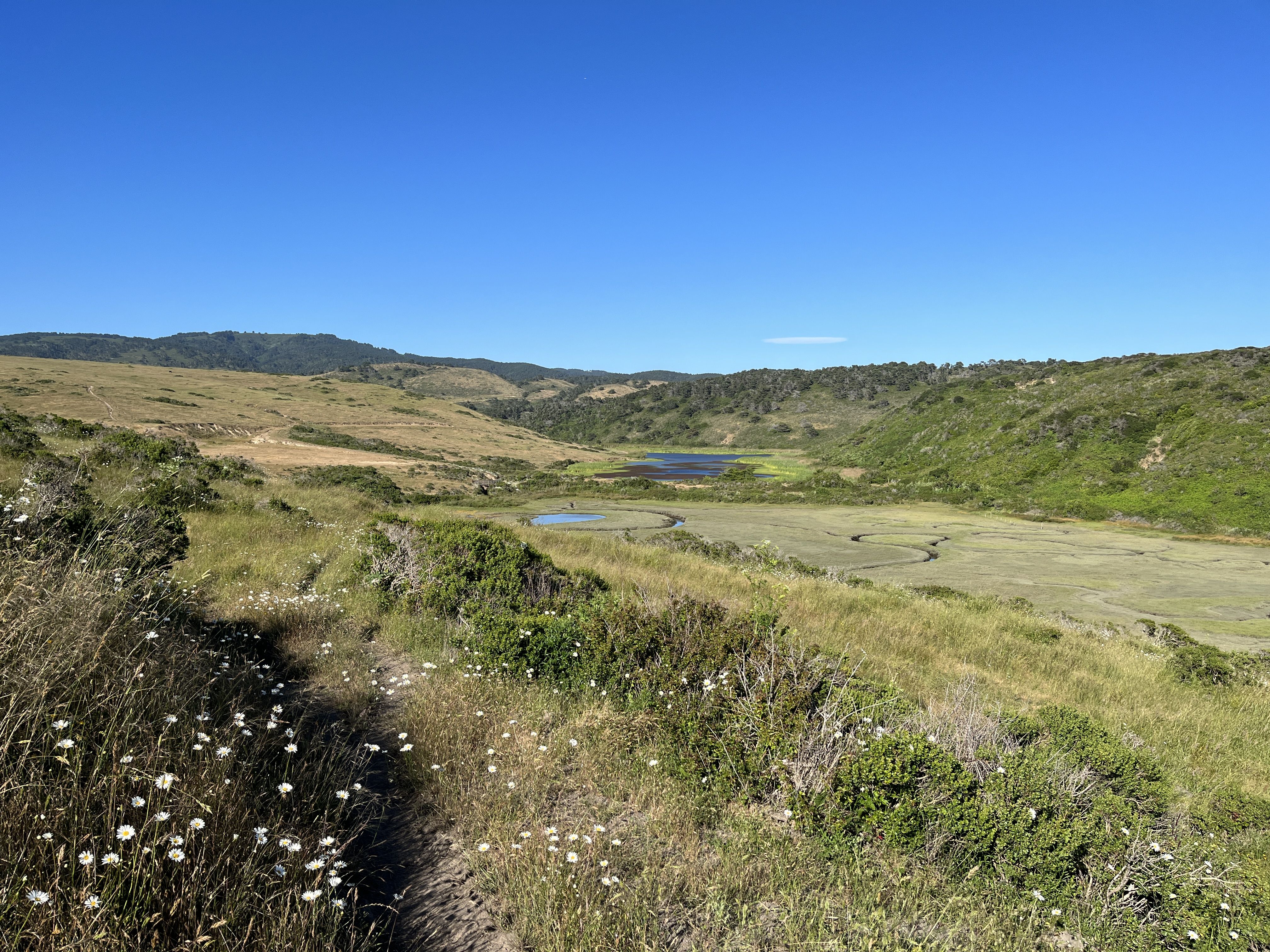 Wide landscape under a bright blue sky with rolling brown and green hills, a small cloud, a shallow watercourse in the valley, and white daisies in the foreground.