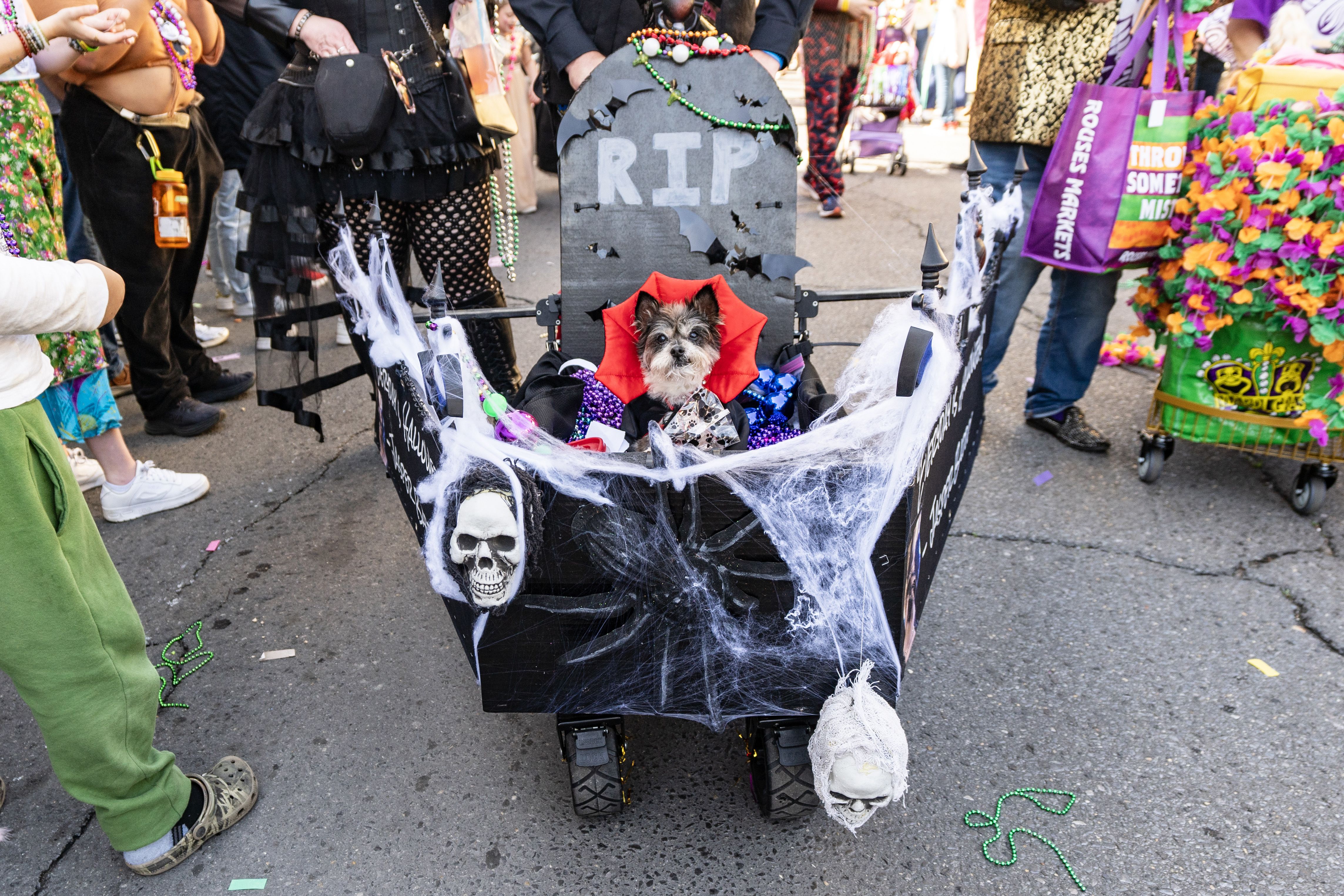A dog dressed as a vampire sits in a wagon decorated with bats, skeletons and a tombstone that says RIP.