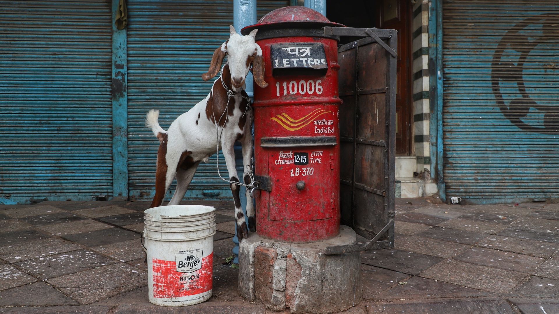 goat next to a mailbox