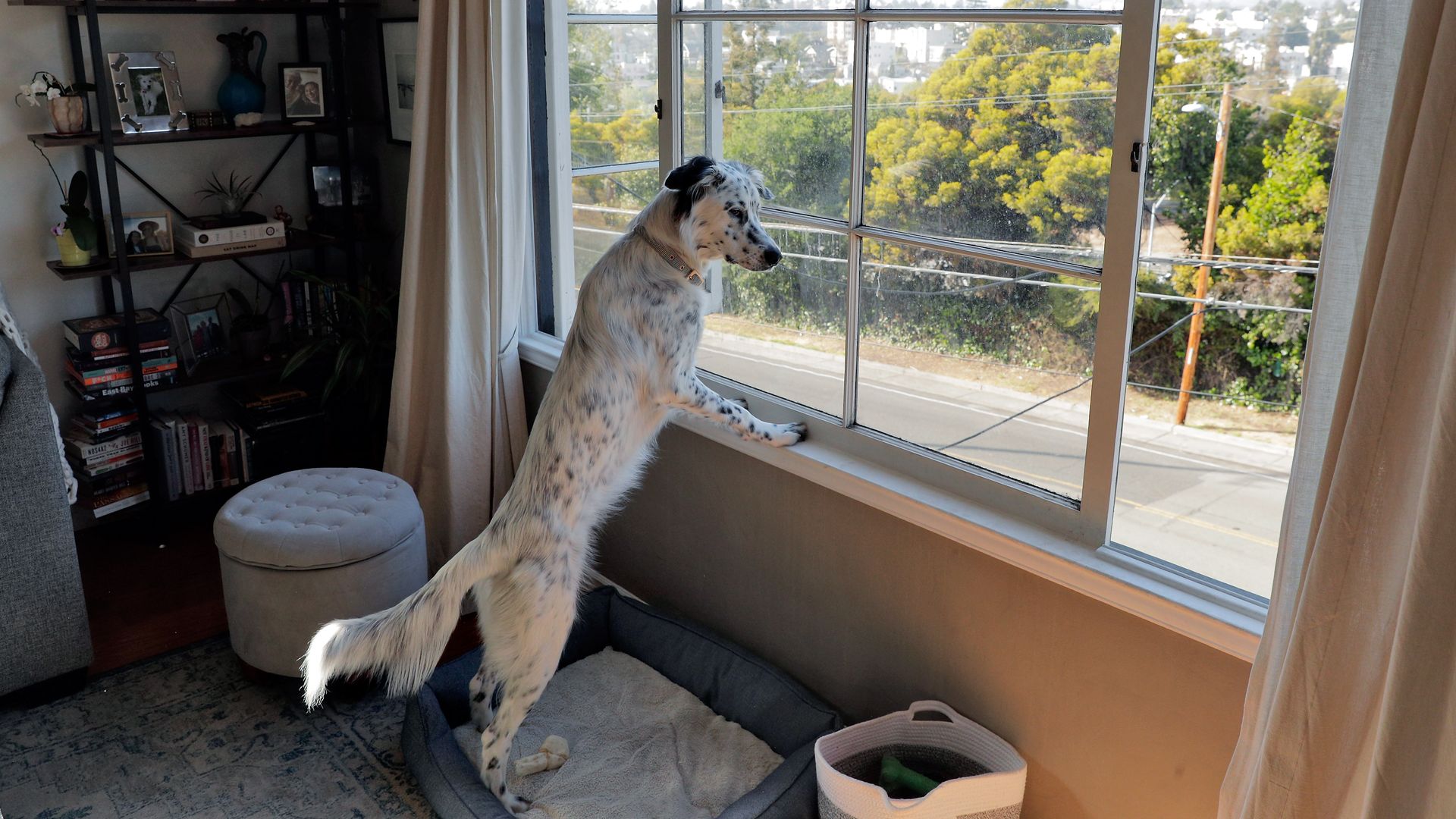 A photo of a black and white medium-sized dog on its hind legs looking out the window