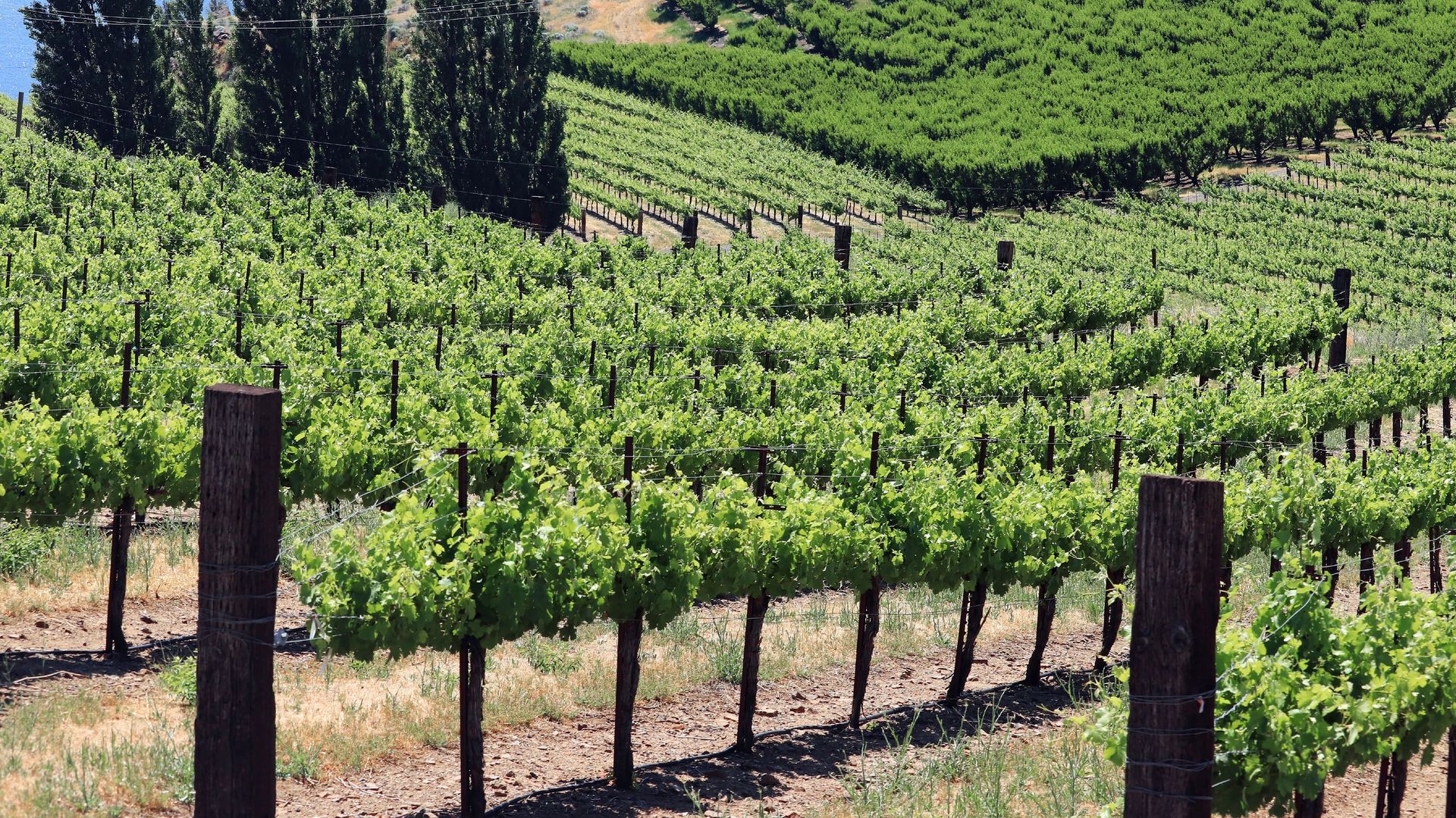 Picture of a Washington vineyard