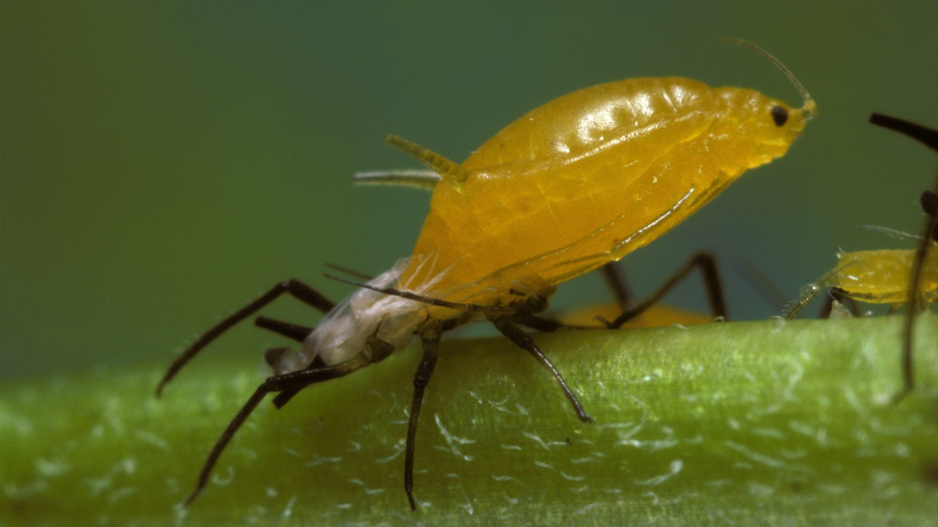 A small yellow bug on something green