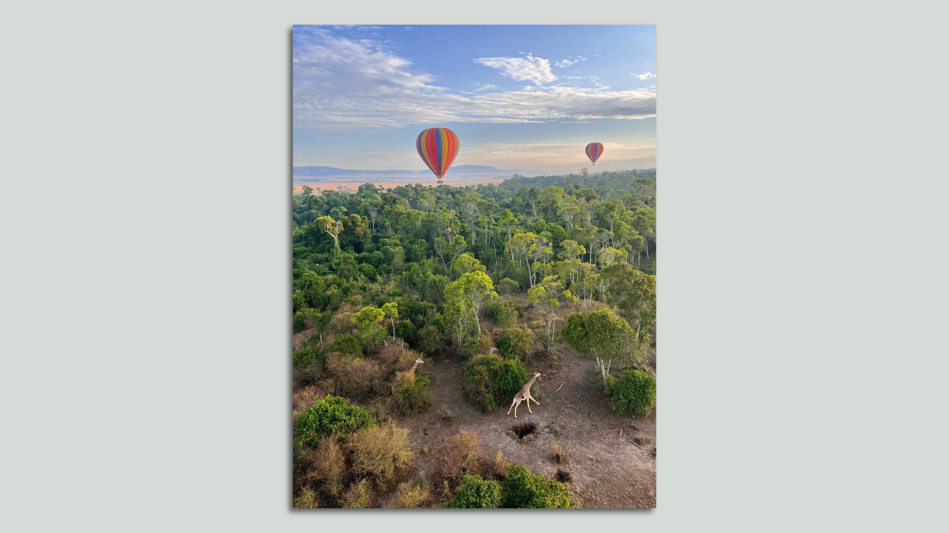 An image of hot air balloons, trees and a giraffe