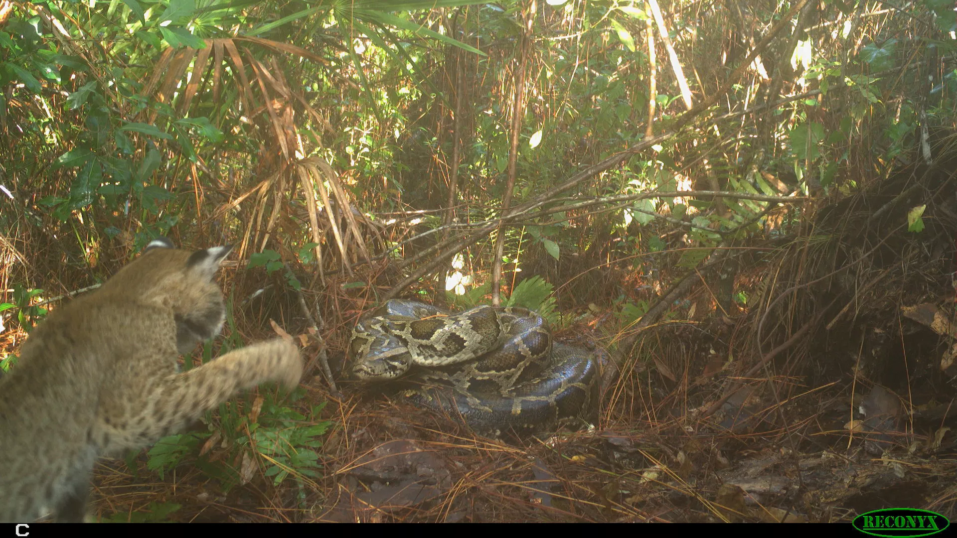 A bobcat springs at a python