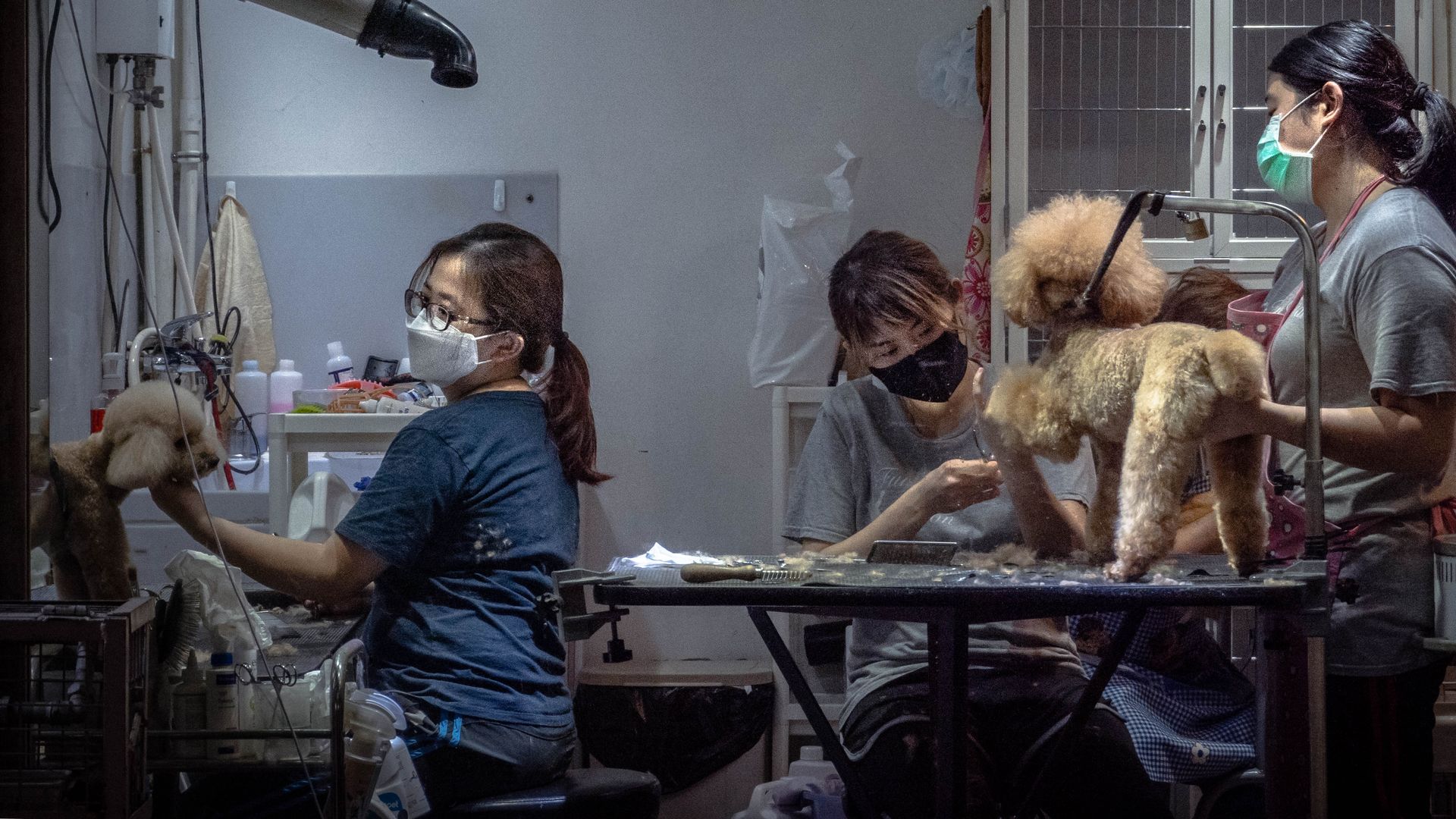 Three pet groomers wearing masks as a preventive measure against the virus while working on the dogs. 