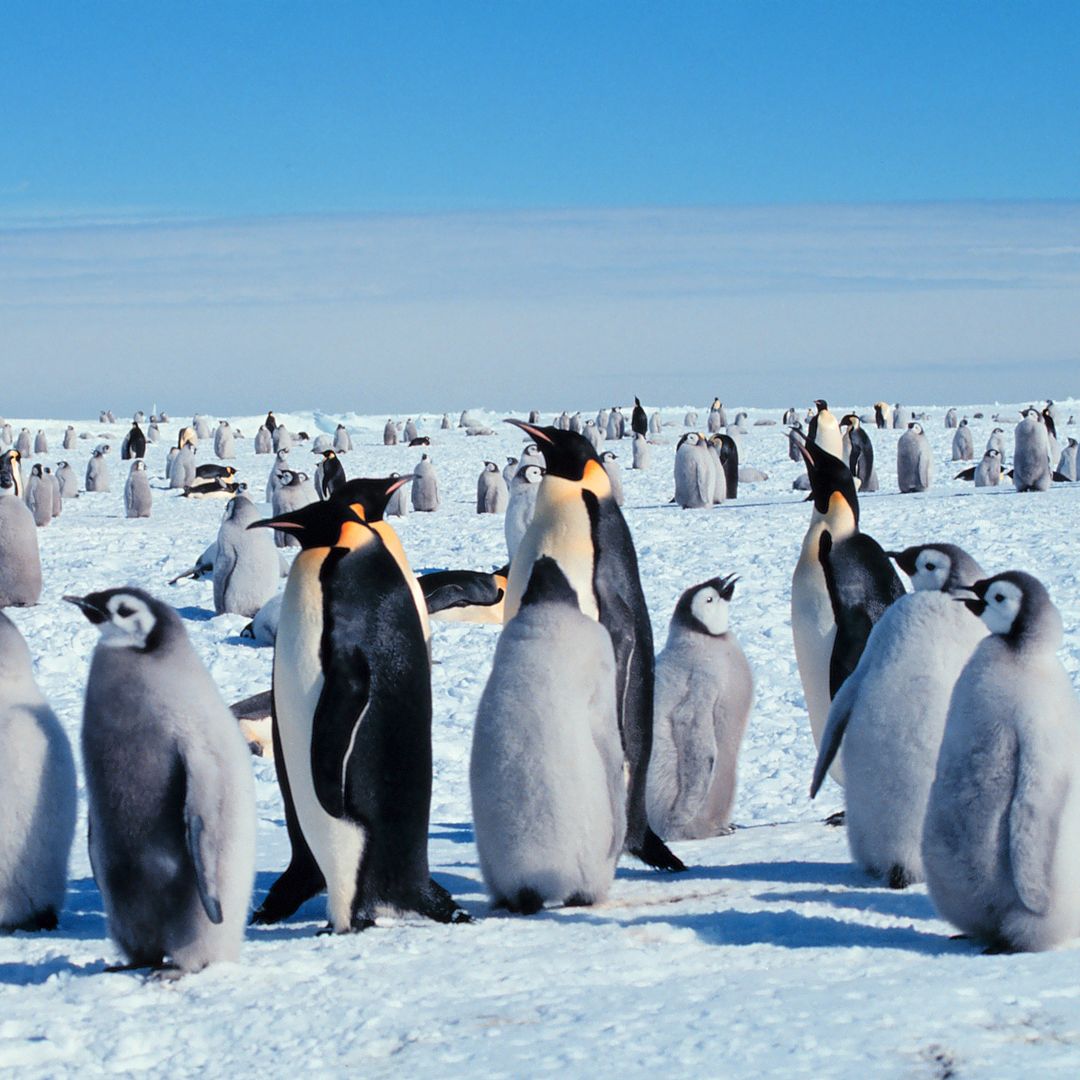 images of penguins