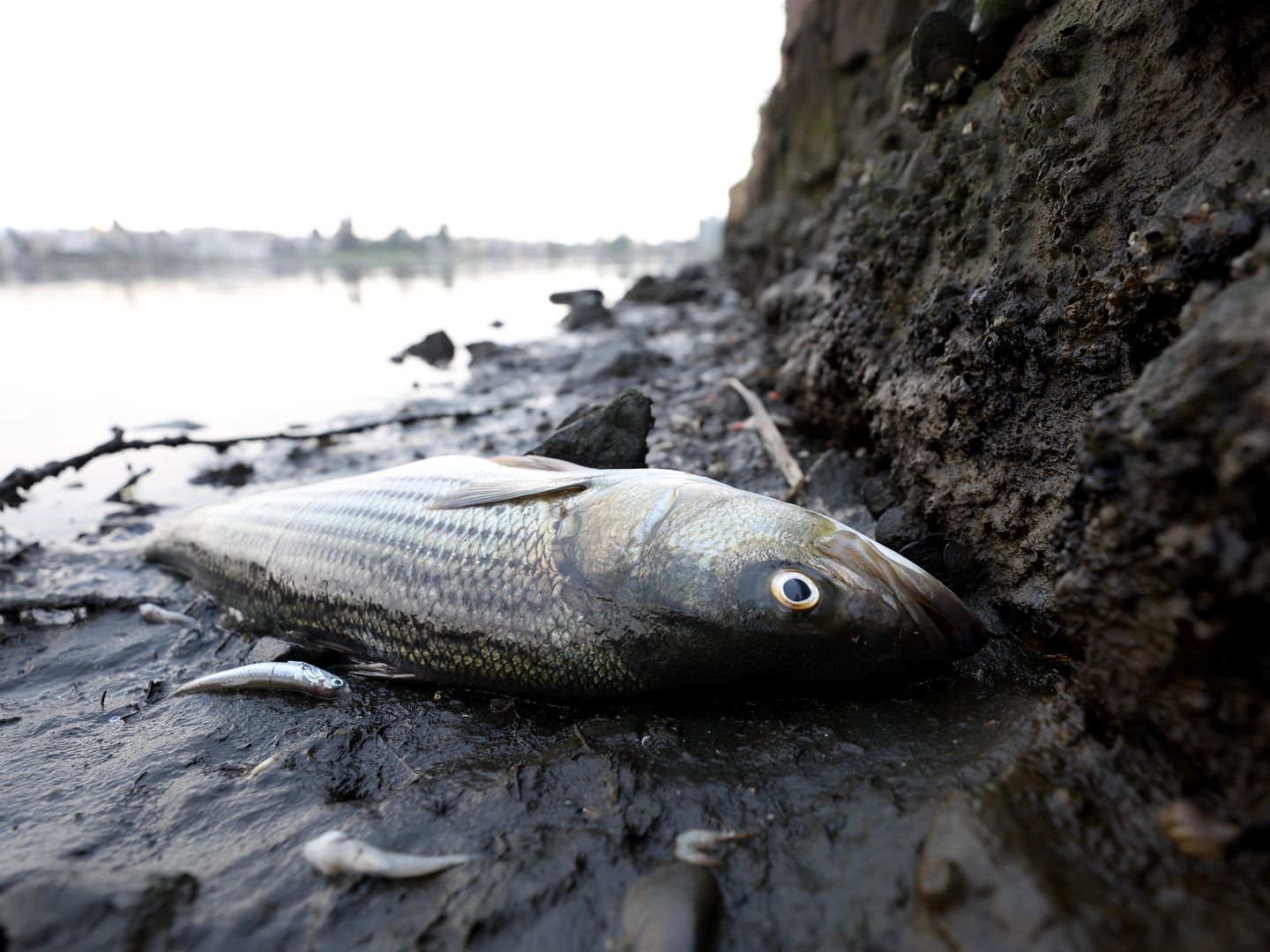 San Francisco Bay sees dead fish collect as rare algae