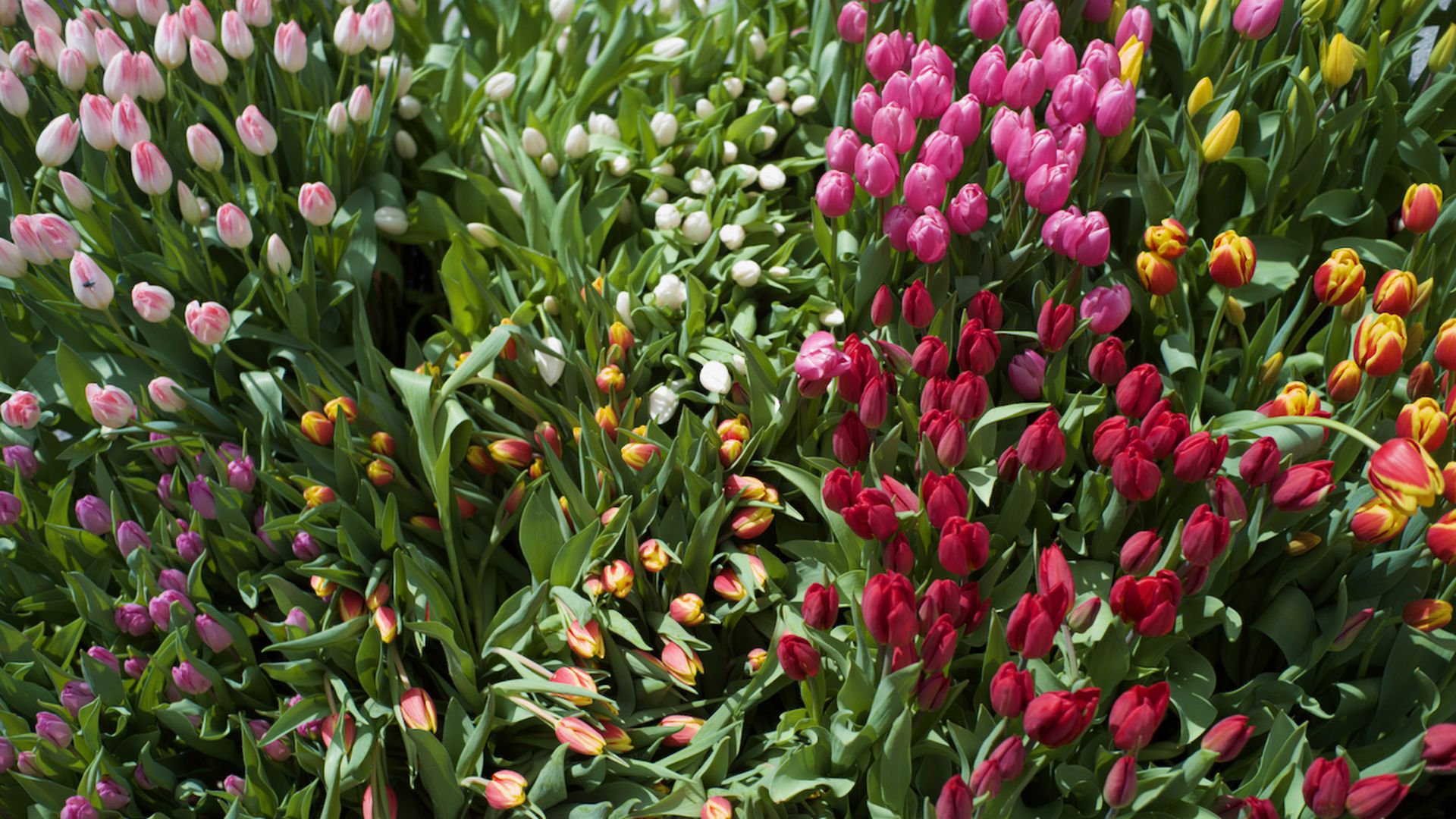 A colorful garden patch filled with tulips in shades of pink, white, red, yellow, and purple, surrounded by green leaves under sunlight.