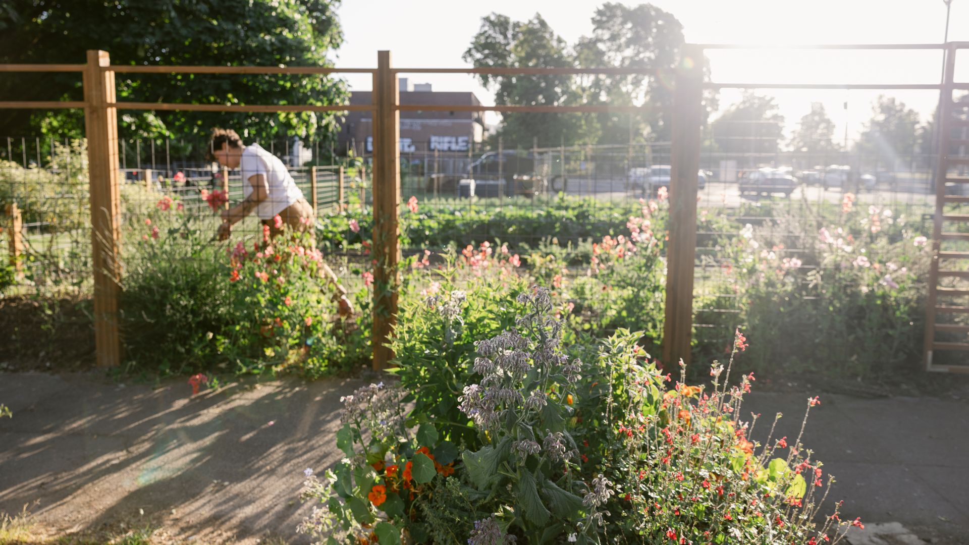 Person tending to flowers in a sunlit urban garden enclosed by wooden and wire fencing, with colorful flowers and green plants visible.