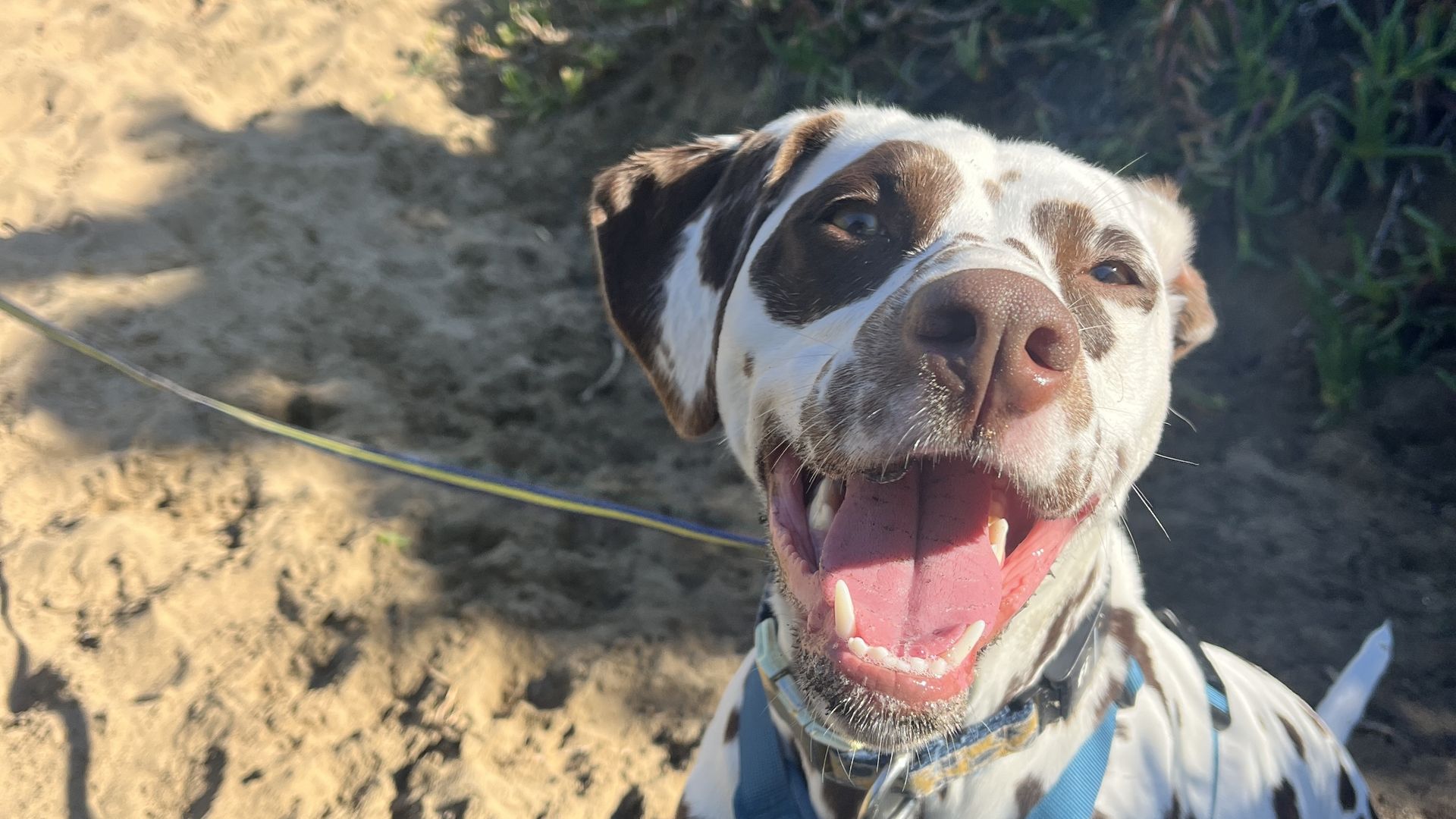 Close-up of a cheerful Dalmatian with a blue harness, tongue out, on a sandy path flanked by green bushes in bright sunlight.