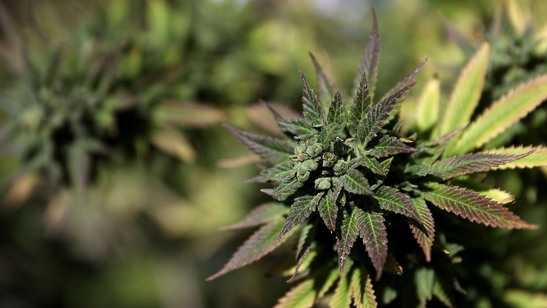 A marijuana plant