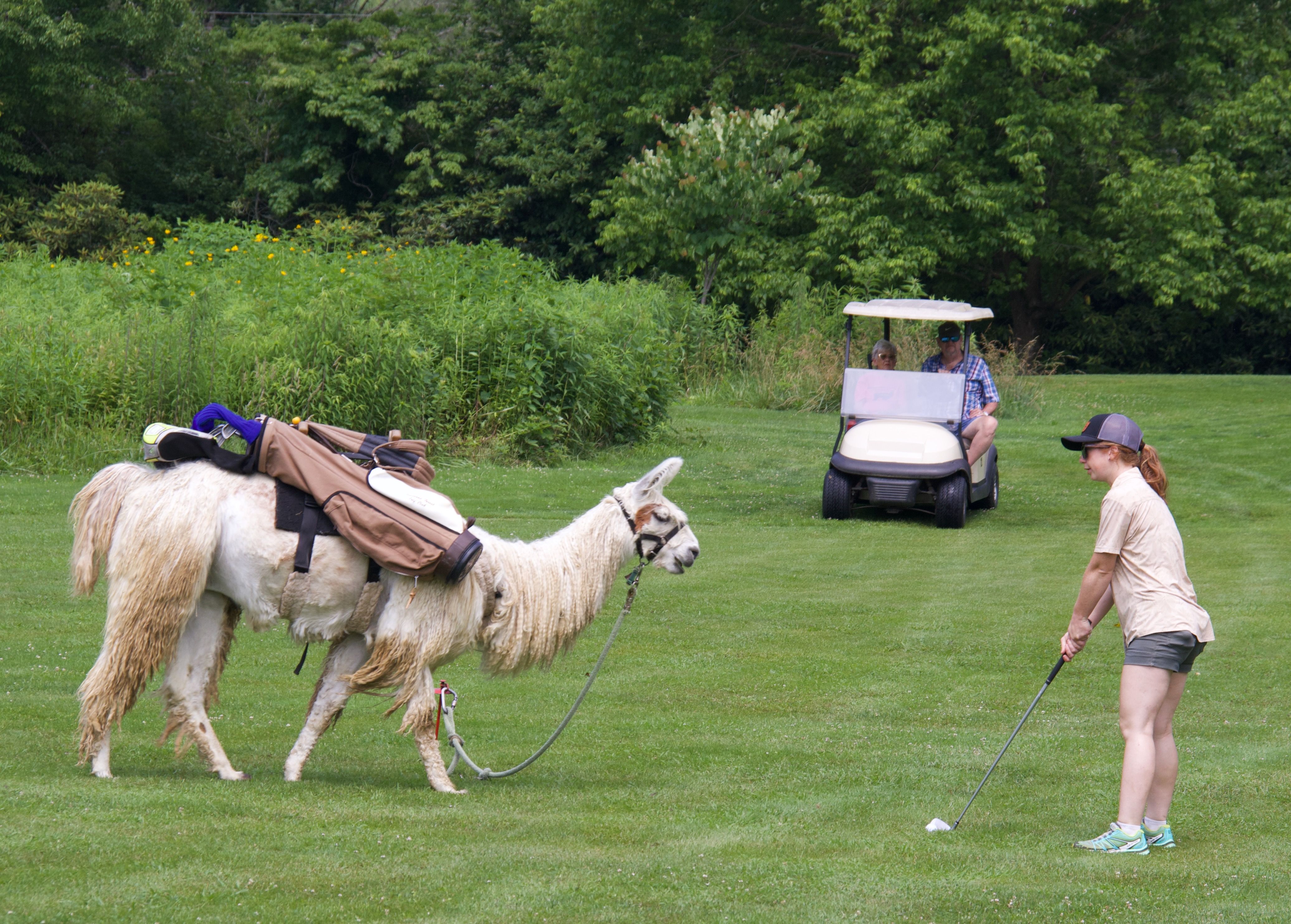 Llama Golf Caddies Have North Carolina Tourism On The Upswing 3750