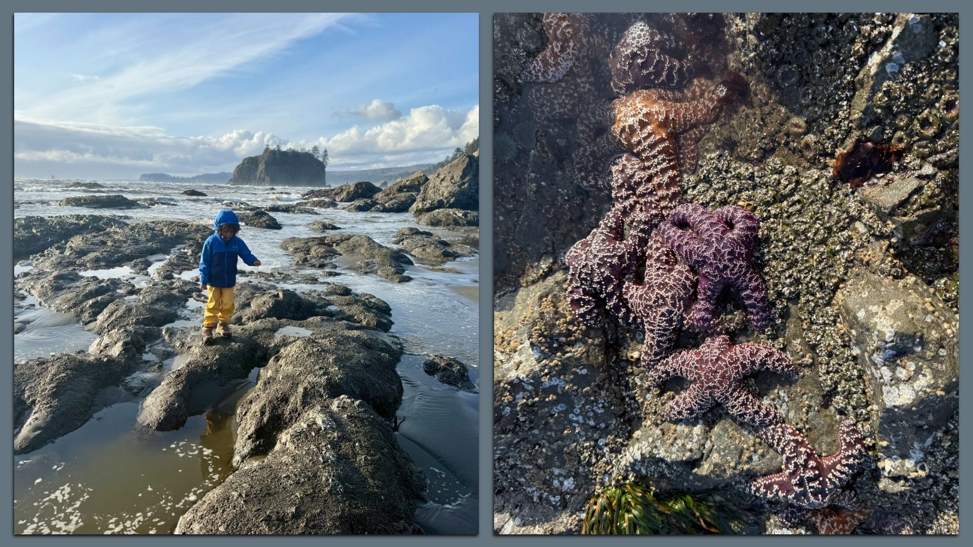 Side by side images of a child climbing on rocks at the beach and a tidepool. 