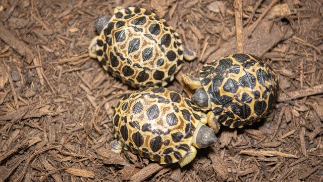 Houston Zoo welcomes three baby tortoises - Axios Houston