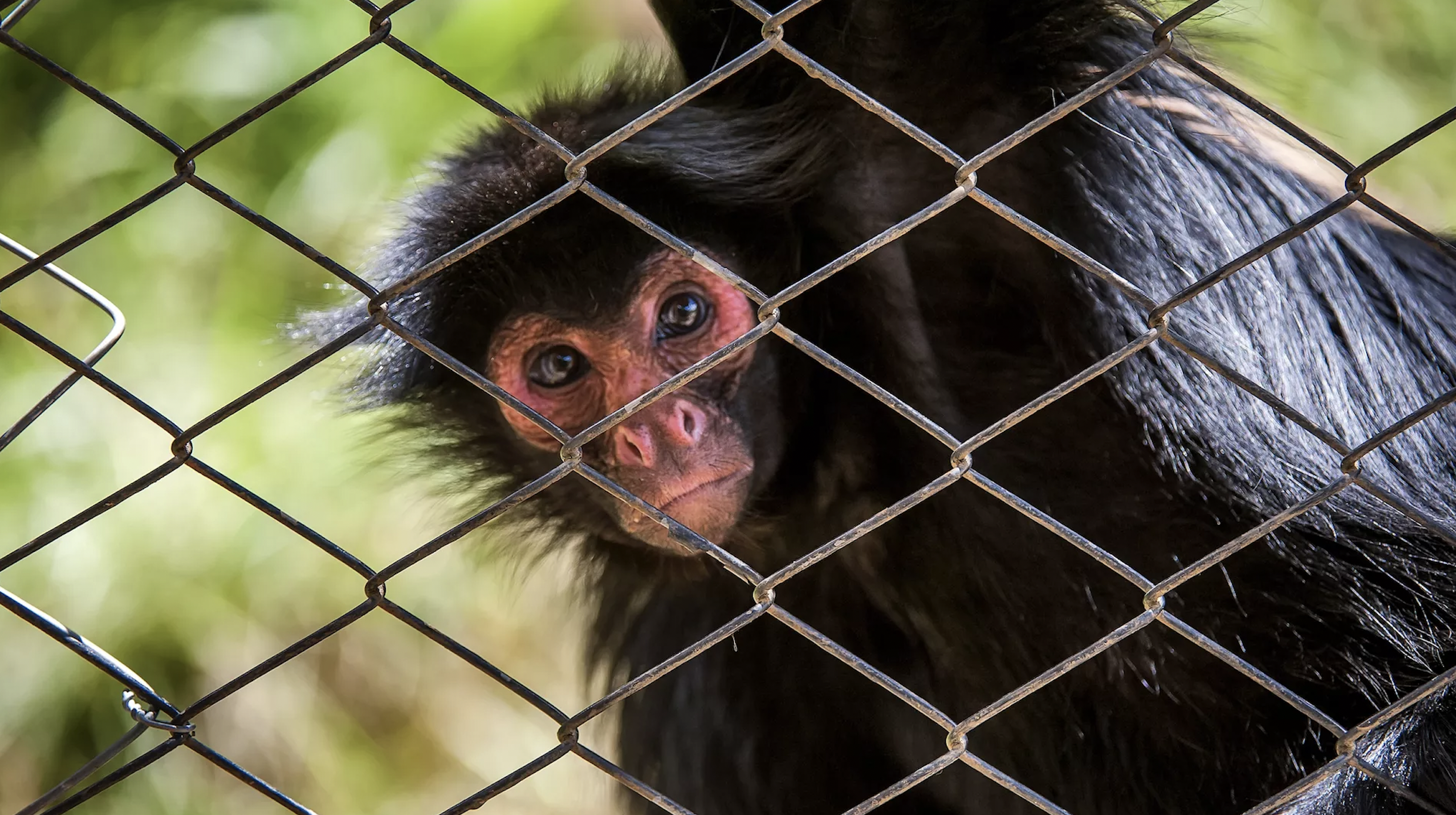 A captive black spider monkey shot from the other side of its cage.