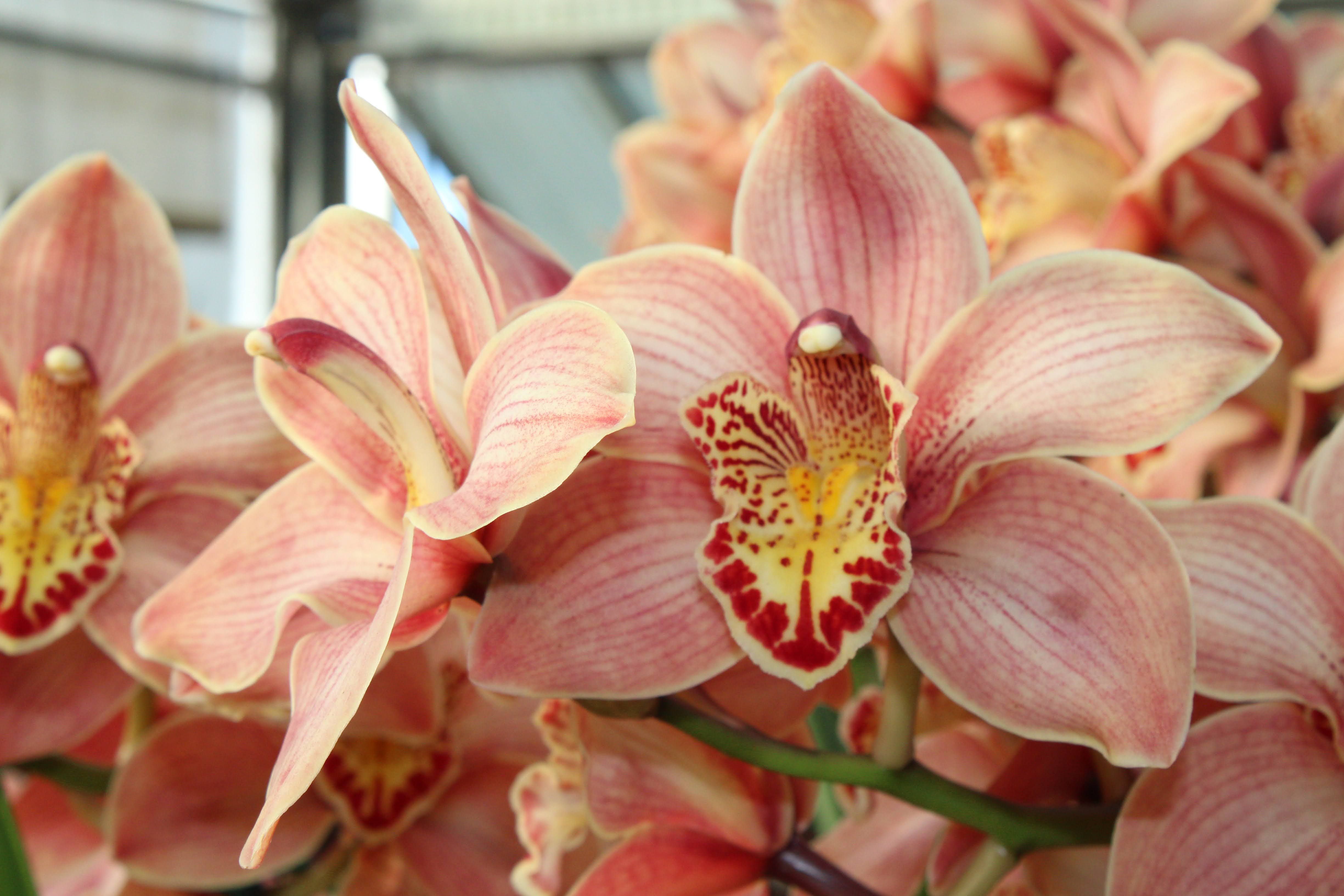 Cluster of pink orchids with delicate red and yellow patterned centers, showcasing soft petals and lush green stems in a close-up indoor setting.