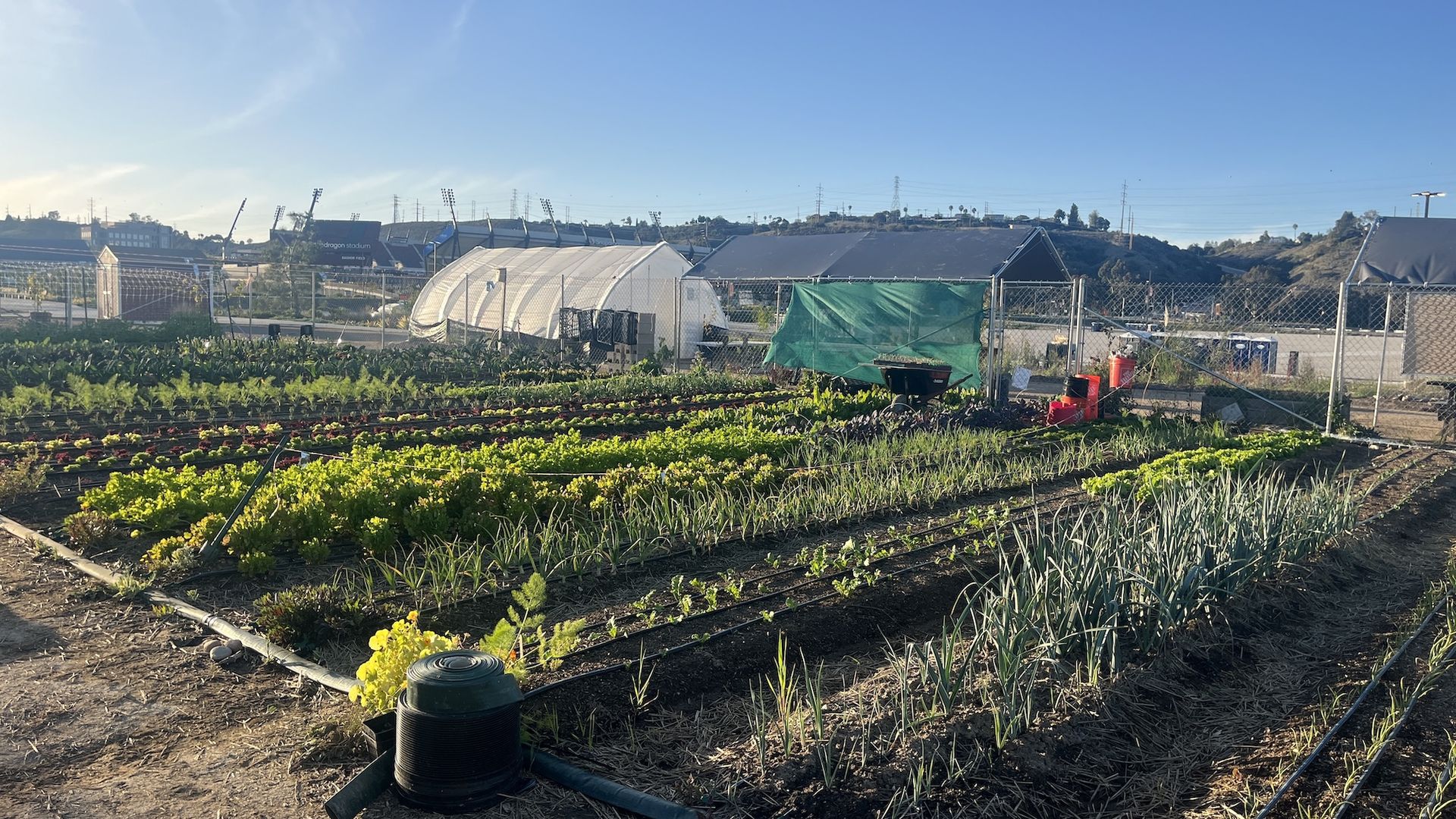 An urban farm with rows of leafy green vegetables. Snapdragon Stadium is in the background.