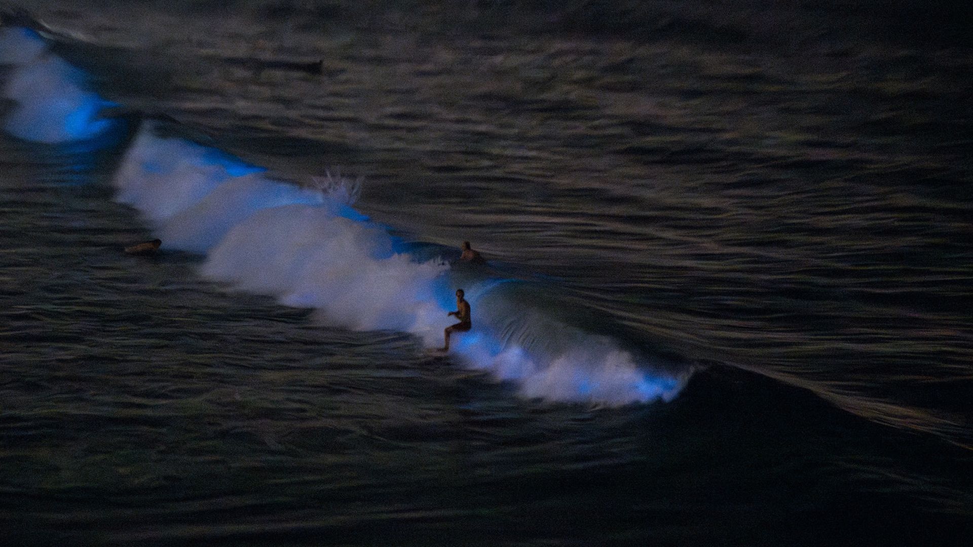 A surfer rides a wave at night that's glowing bright blue from bioluminescent plankton.