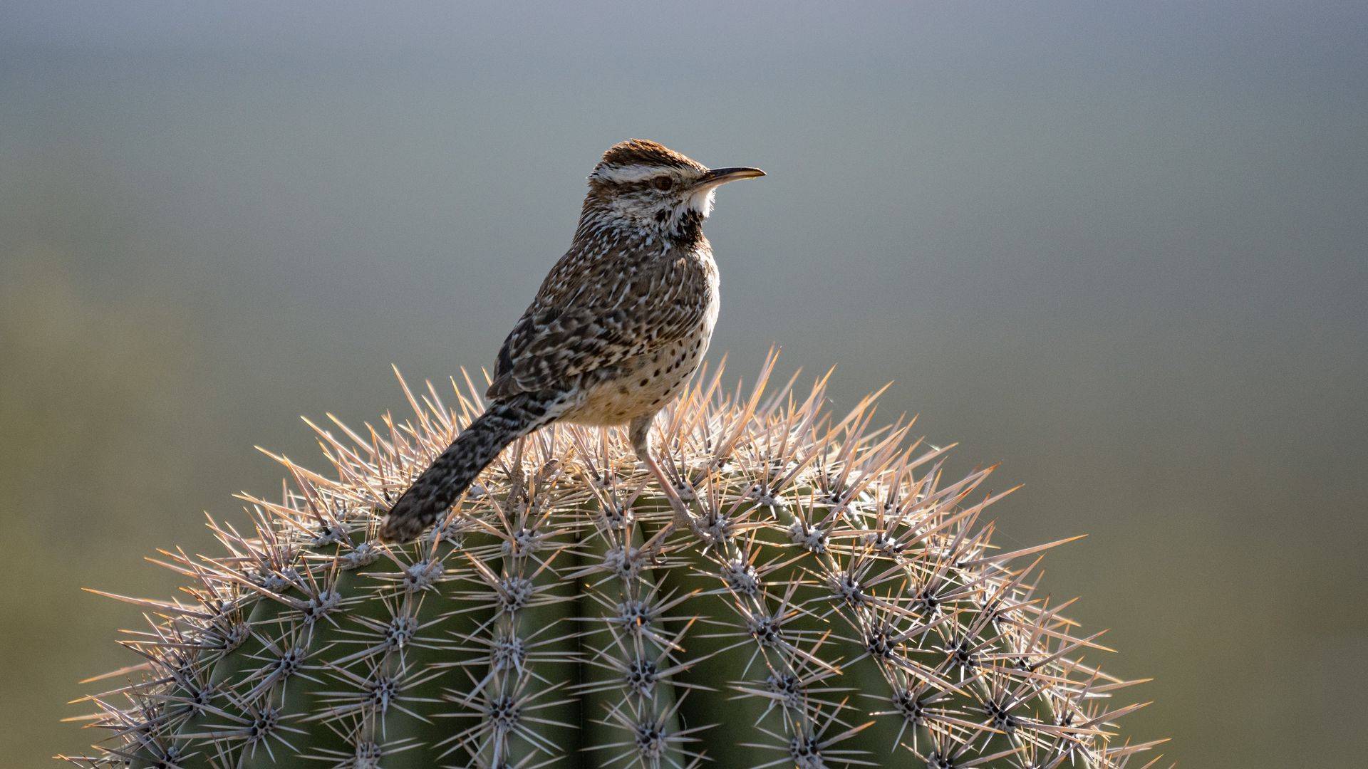 A cactus wren on a Saguaro cactus.