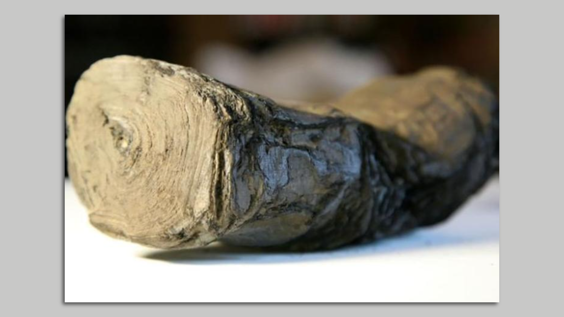 Photo of a herculaneum scroll