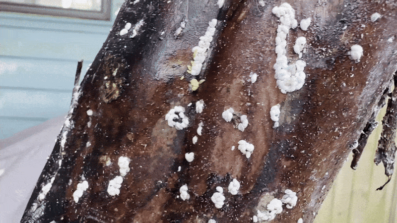 A video pans down a small tree branch infested with tiny white insects.