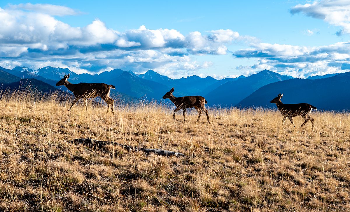 Mule deer