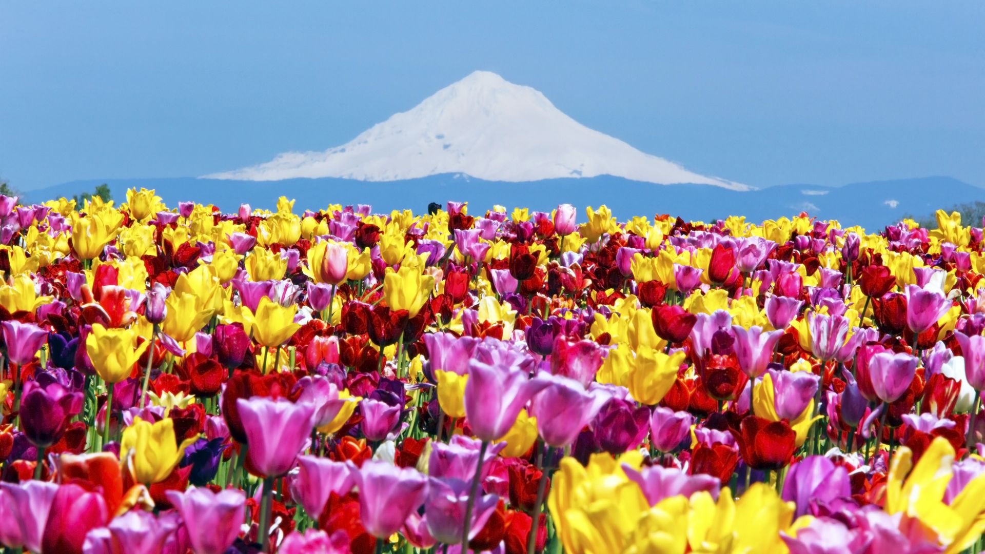 A field of bright tulips in yellow, pink, purple, and red stretches toward a distant snow‑capped mountain under a clear blue sky.