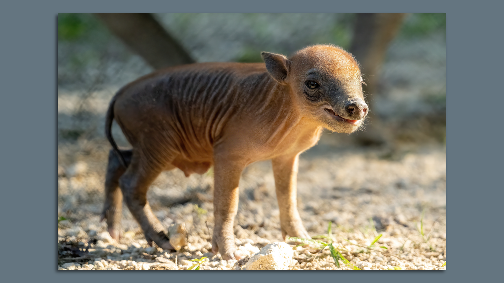 A baby babirusa.