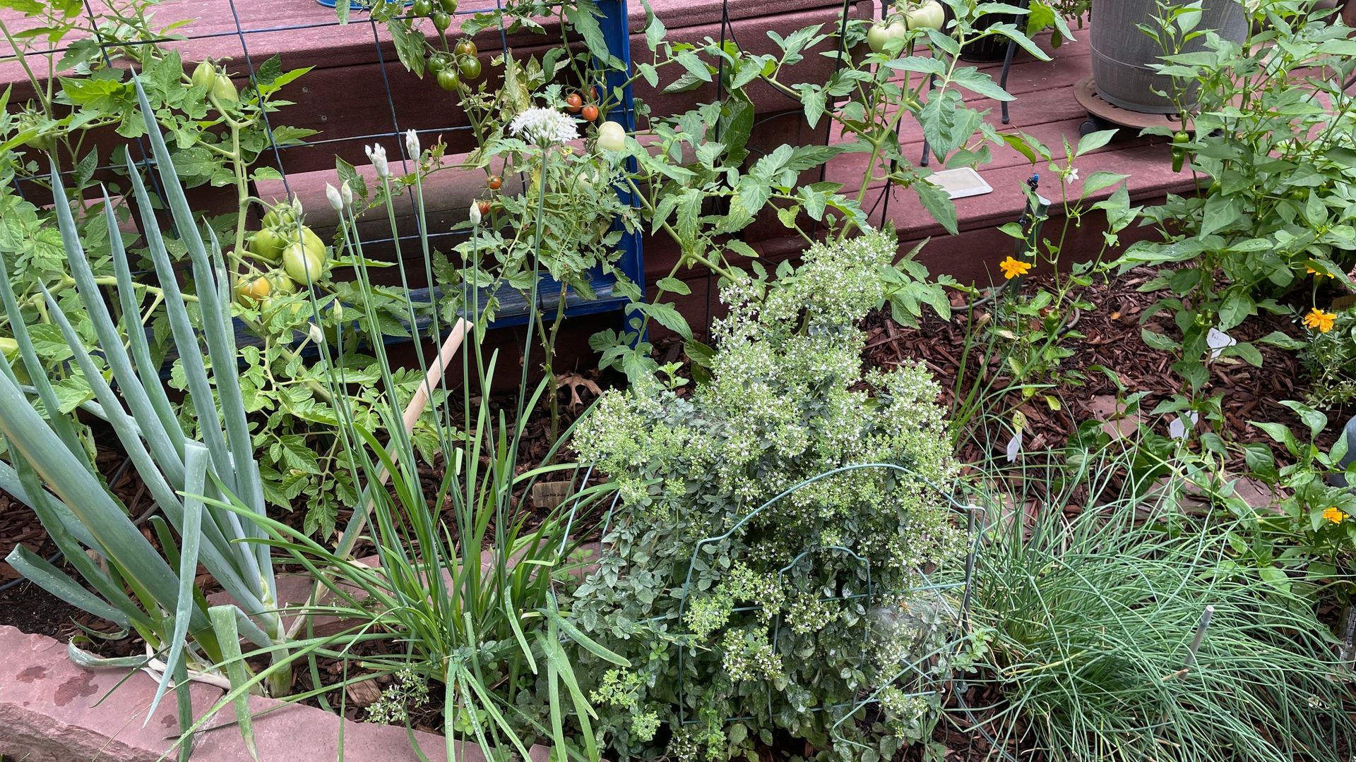 herb garden