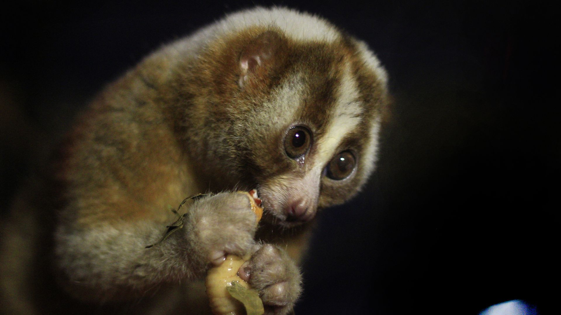 The start-up gets its name from this sloth-like animal, the Loris