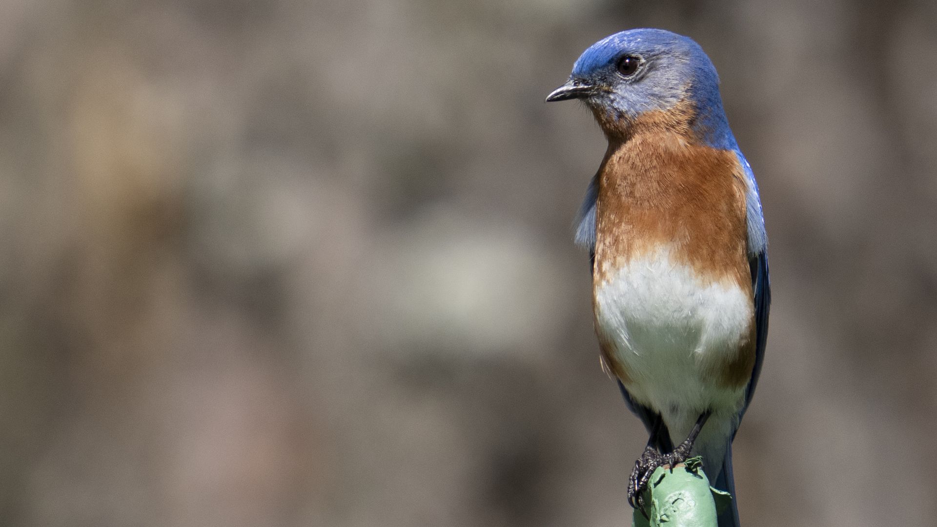 A Eastern Bluebird during a practice round for the Augusta National Women's Amateur at Augusta National Golf Club, Friday, April 03, 2026. (Photo by Thomas Lovelock/Augusta National/Getty Images)