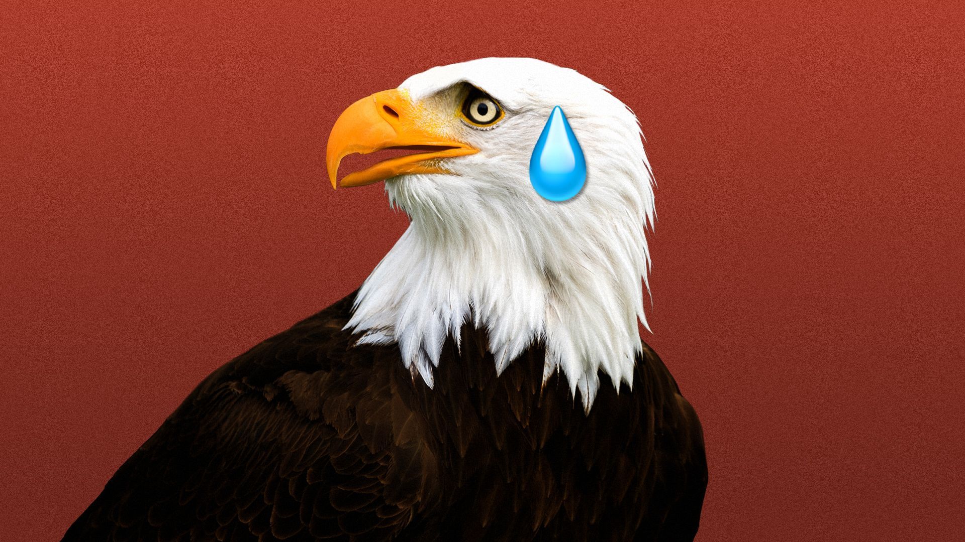 Illustration of a nervous bald eagle with a sweat drop on its face.