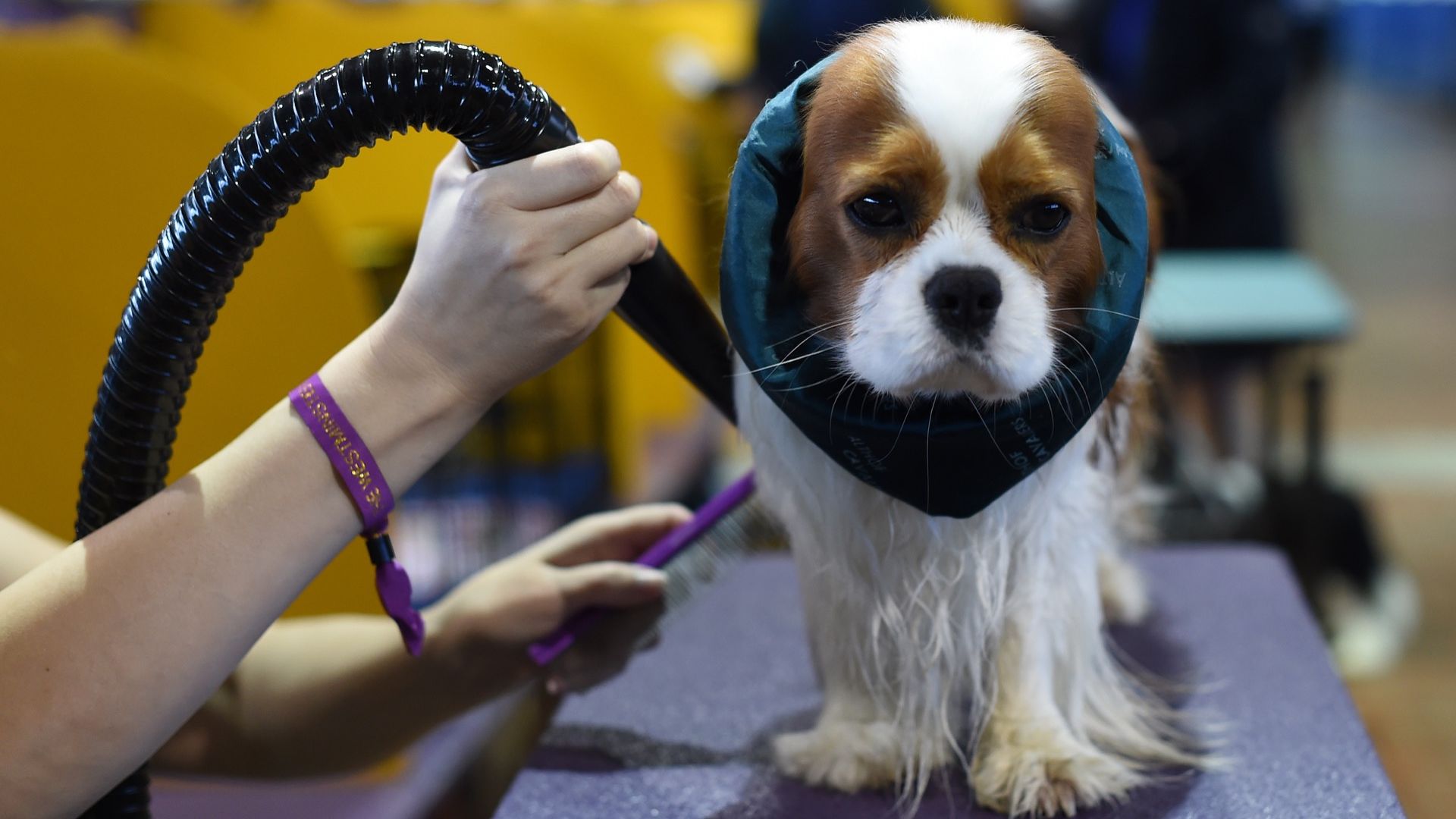 A Cavalier King Charles Spaniel getting groomed