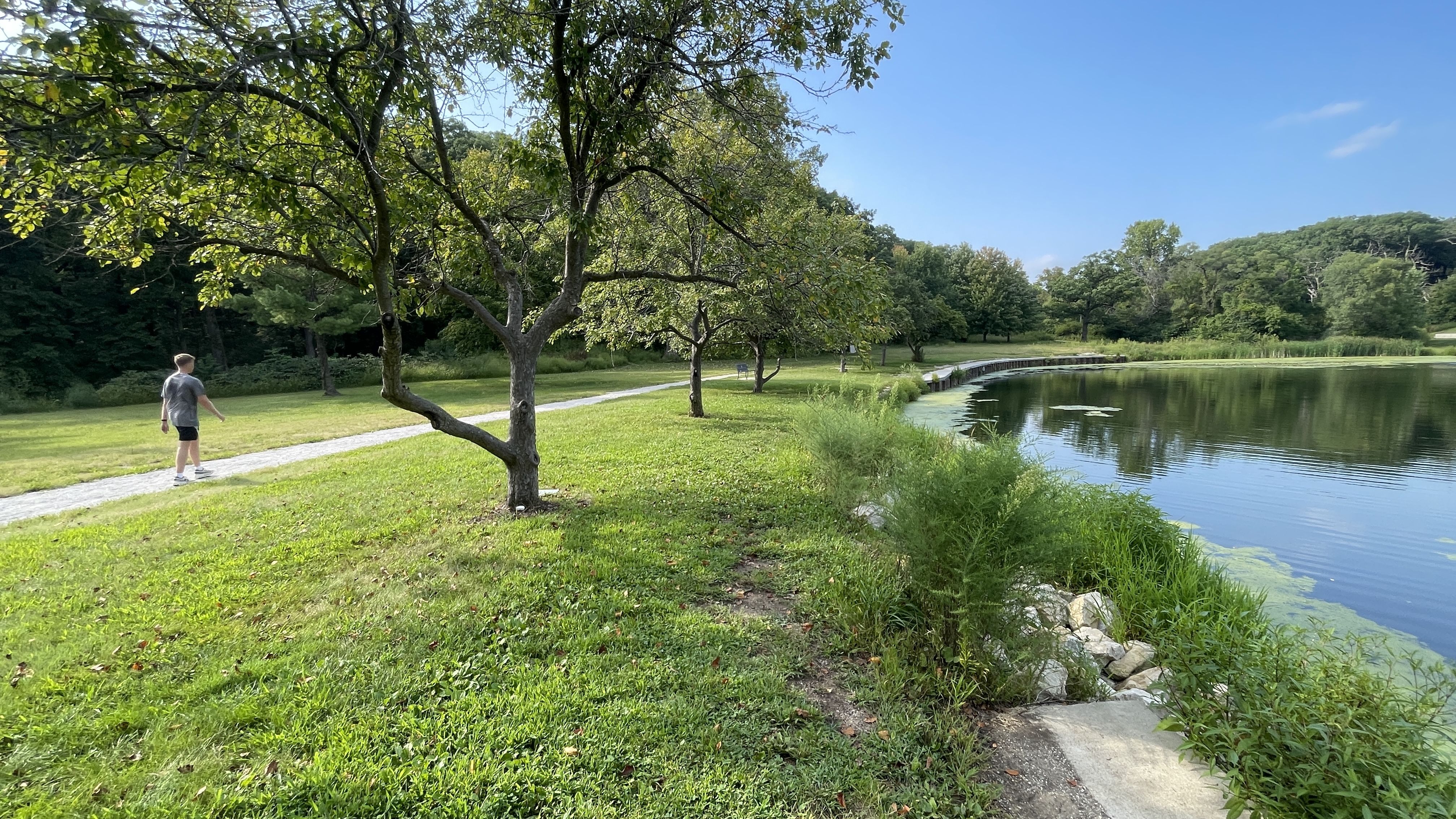 Sunny park scene with a lakeside path, green grass and trees. A man in a gray shirt and black shorts walks along the path; a wooden boardwalk runs by the water, close to rocks and reeds.
