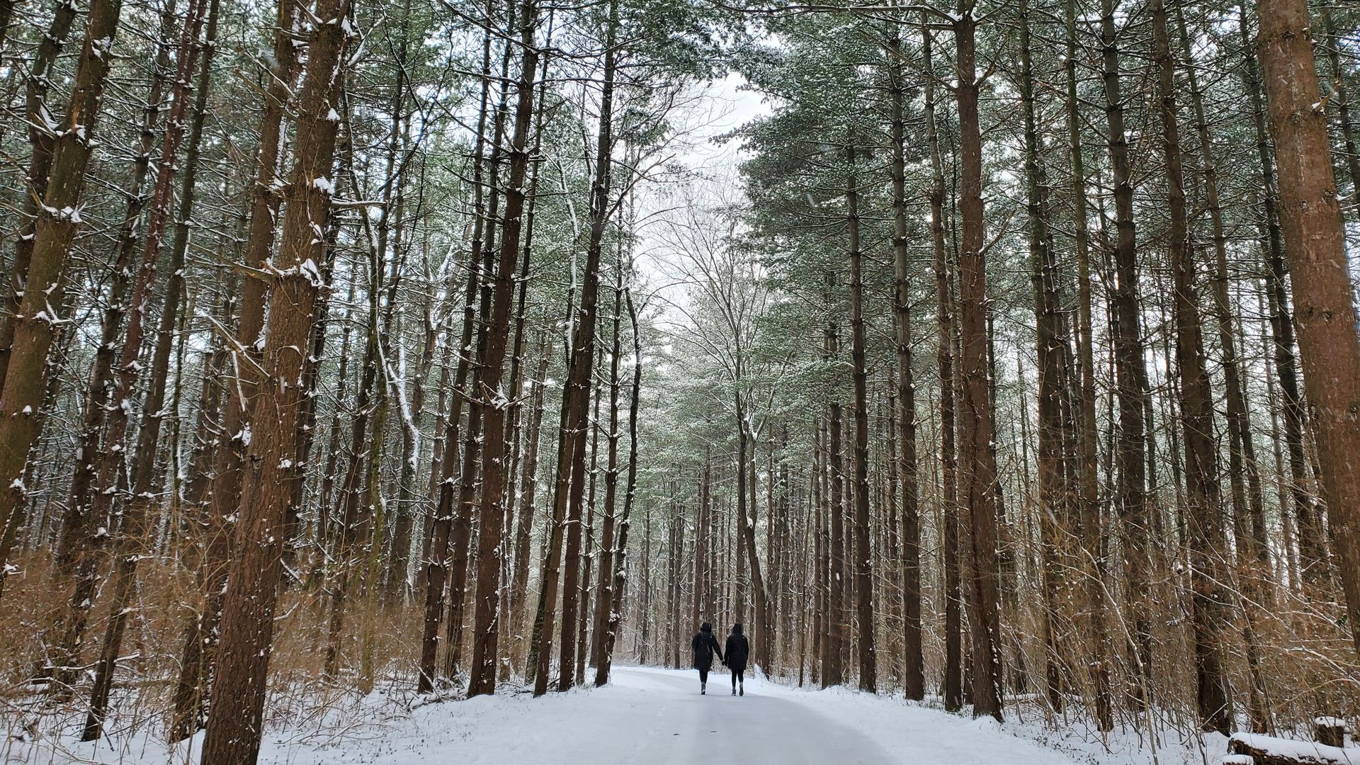 Two women in black winter coats walk on a snowy path among tall pine trees covered in snow