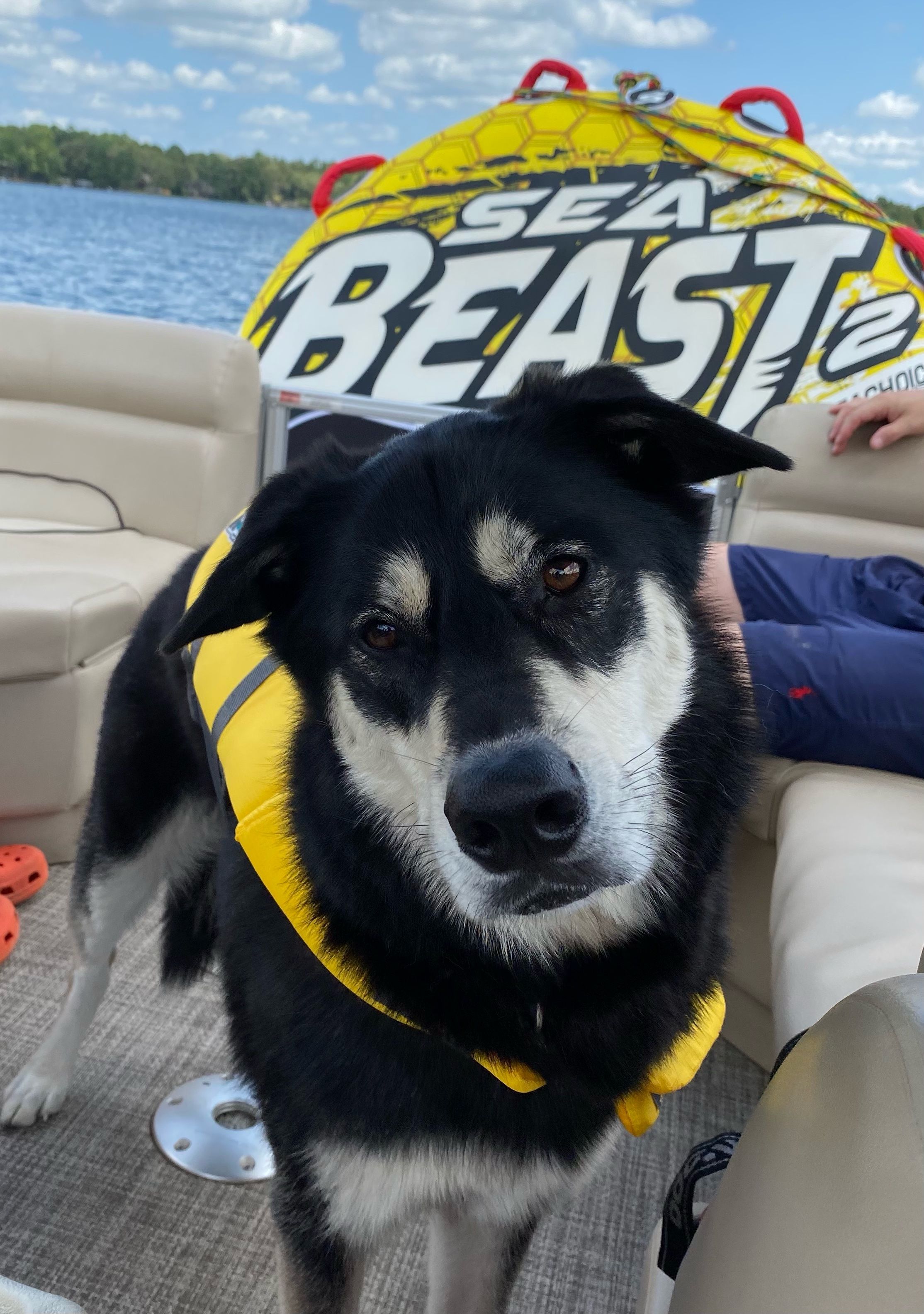 Photo of a dog on a boat