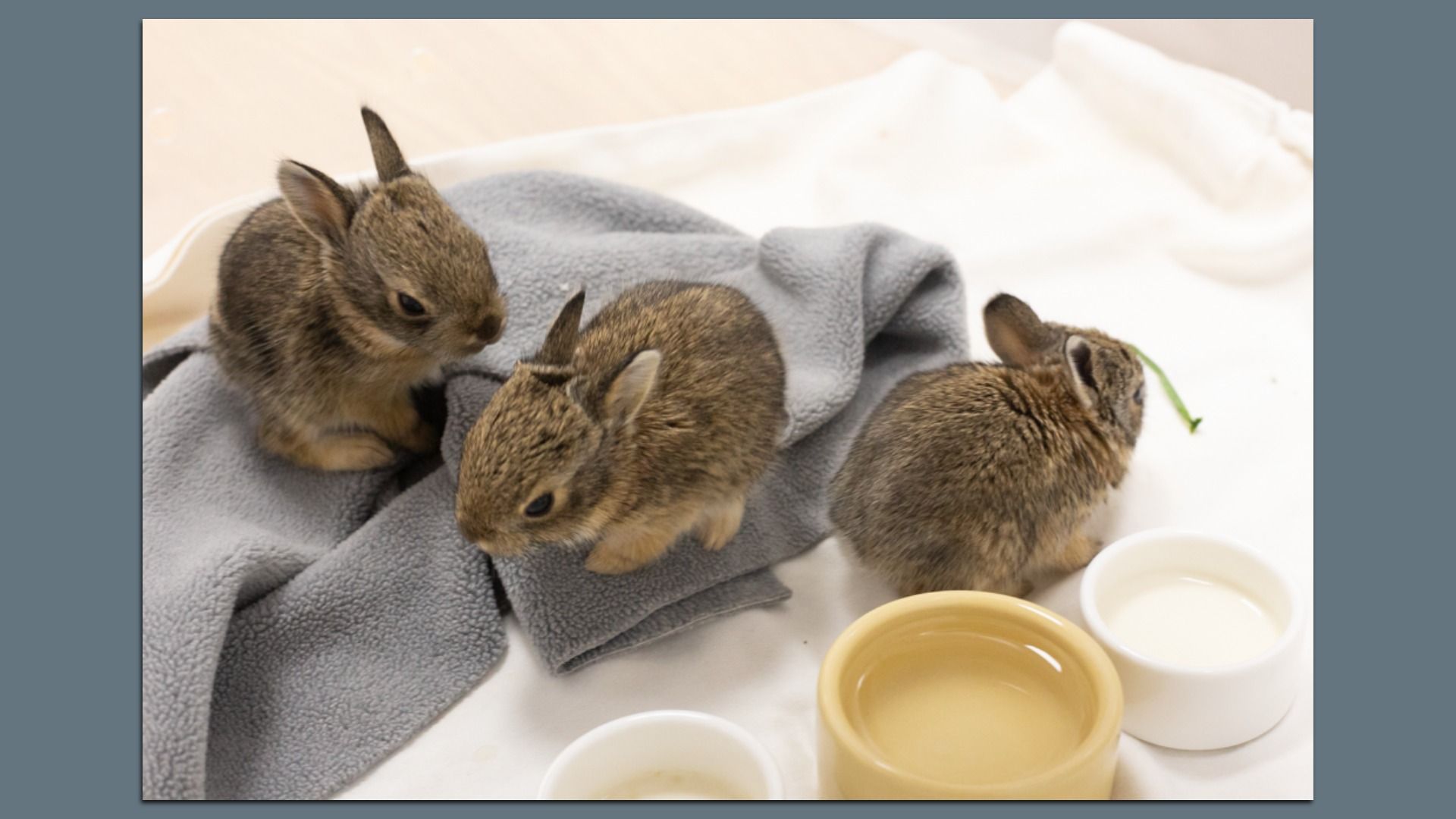 Three baby rabbits sit on towels in an enclosure.
