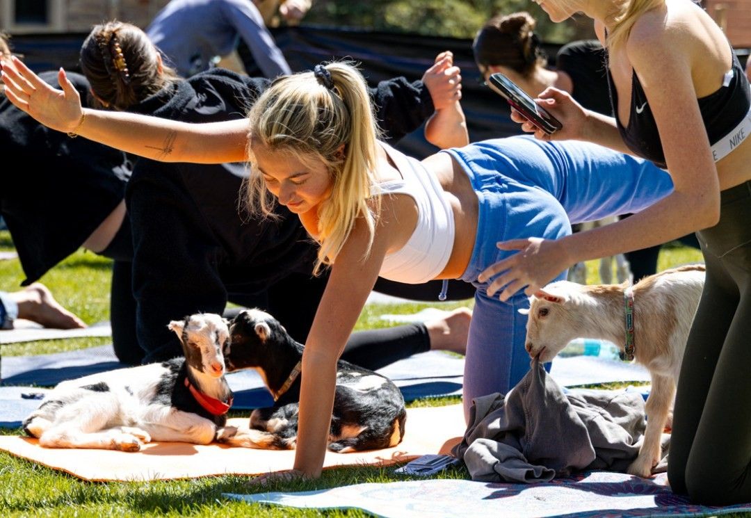 A woman holds a yoga pose, while a baby goat chews on her sweater. Two goats relax on a yoga mat in the background.