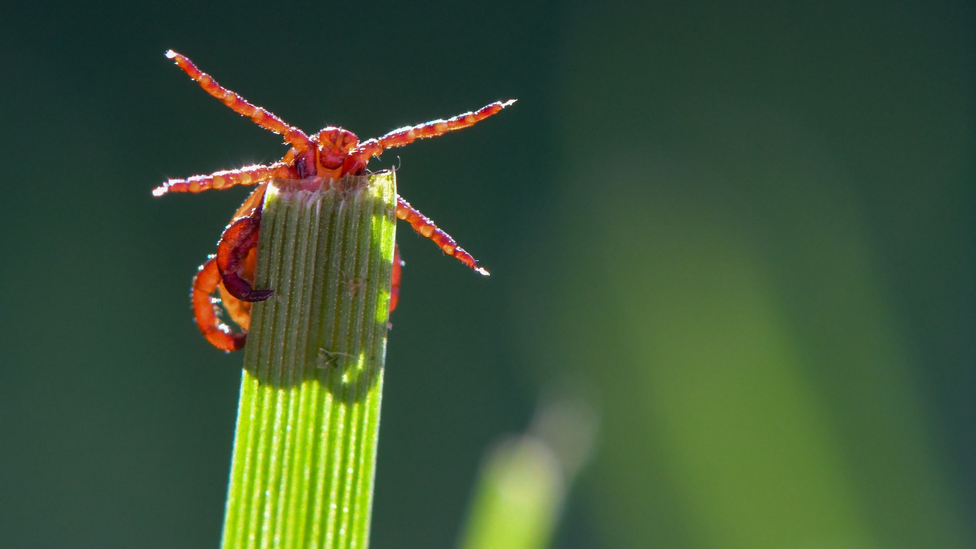 Picture of a tick on a leaf